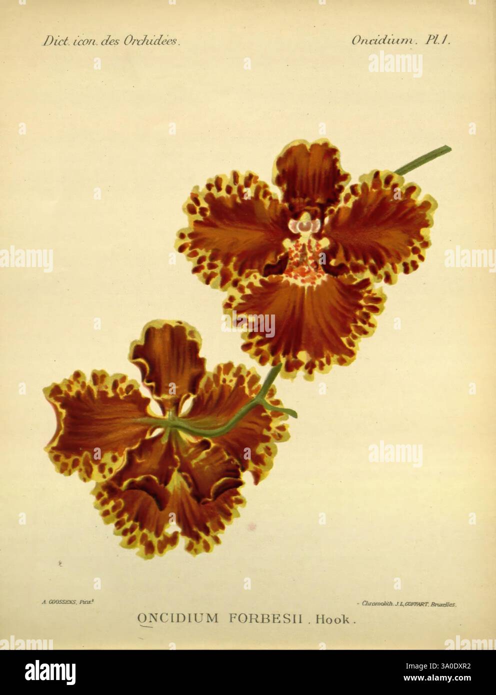 Dictionnaire iconographique des orchidees Bruxelles Imp. F. Havermans 1896-1907 Botany Orchidaceae œuvres picturales Oncidium forbesii, une illustration mettant en vedette l'Oncidium forbesii, une espèce d'orchidée connue pour son aspect frappant. La fleur présente un motif complexe avec de riches teintes brunes et jaunes, caractérisé par des formes délicates de pétales et des marques complexes. Dans un contexte neutre, l'accent reste mis sur la structure unique des pétales et l'élégance générale de la plante, soulignant sa beauté naturelle et son allure exotique. Banque D'Images