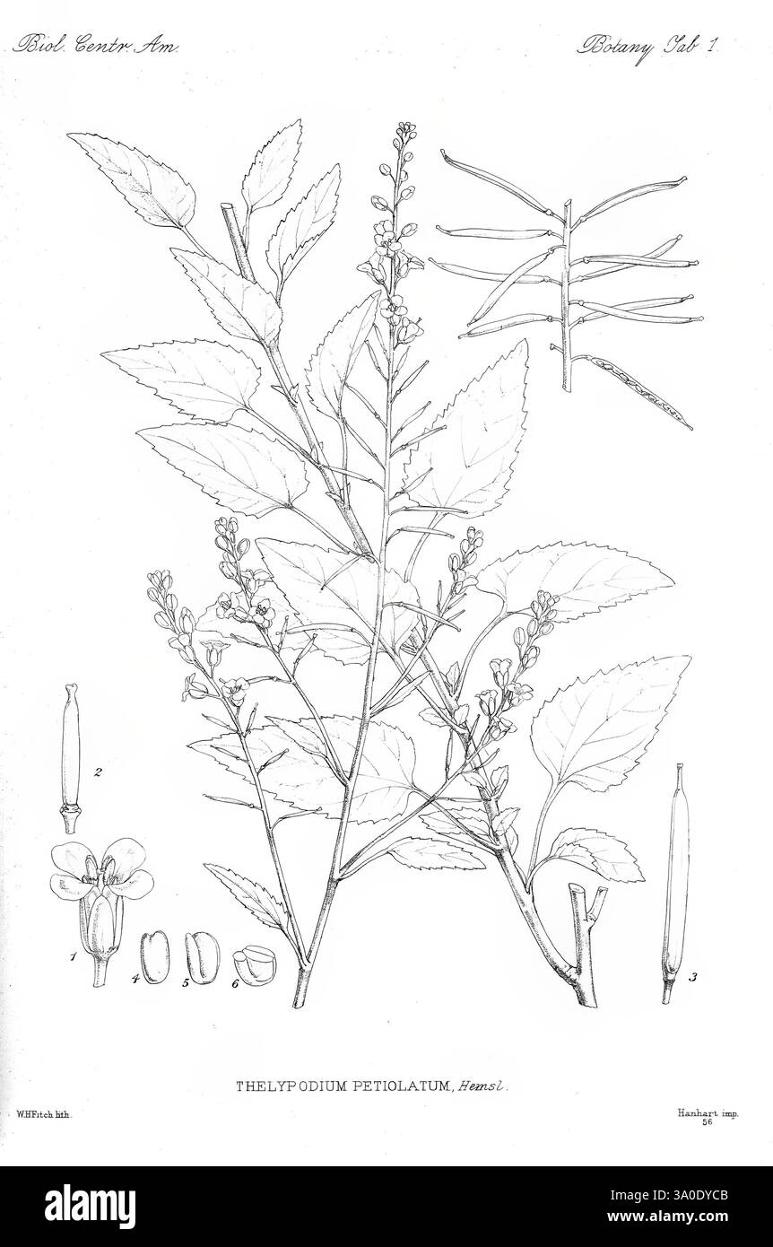 Biologia Centrali-Americana Londres, 1879-1915, archéologie, botanique, Amérique centrale, description et voyage, expéditions scientifiques, zoologie, plante, Une illustration botanique détaillée représentant la plante Thelypteris petiolatum, mettant en valeur ses différentes caractéristiques. La composition comprend une représentation centrale de la plante avec des feuilles et des frondes détaillées, mettant en évidence les arrangements complexes et les textures du feuillage. Il y a des sections étiquetées supplémentaires offrant des vues rapprochées des fleurs et des fruits, ainsi qu'une représentation stylisée de la structure de la plante, y compris les tiges et les reproducti Banque D'Images