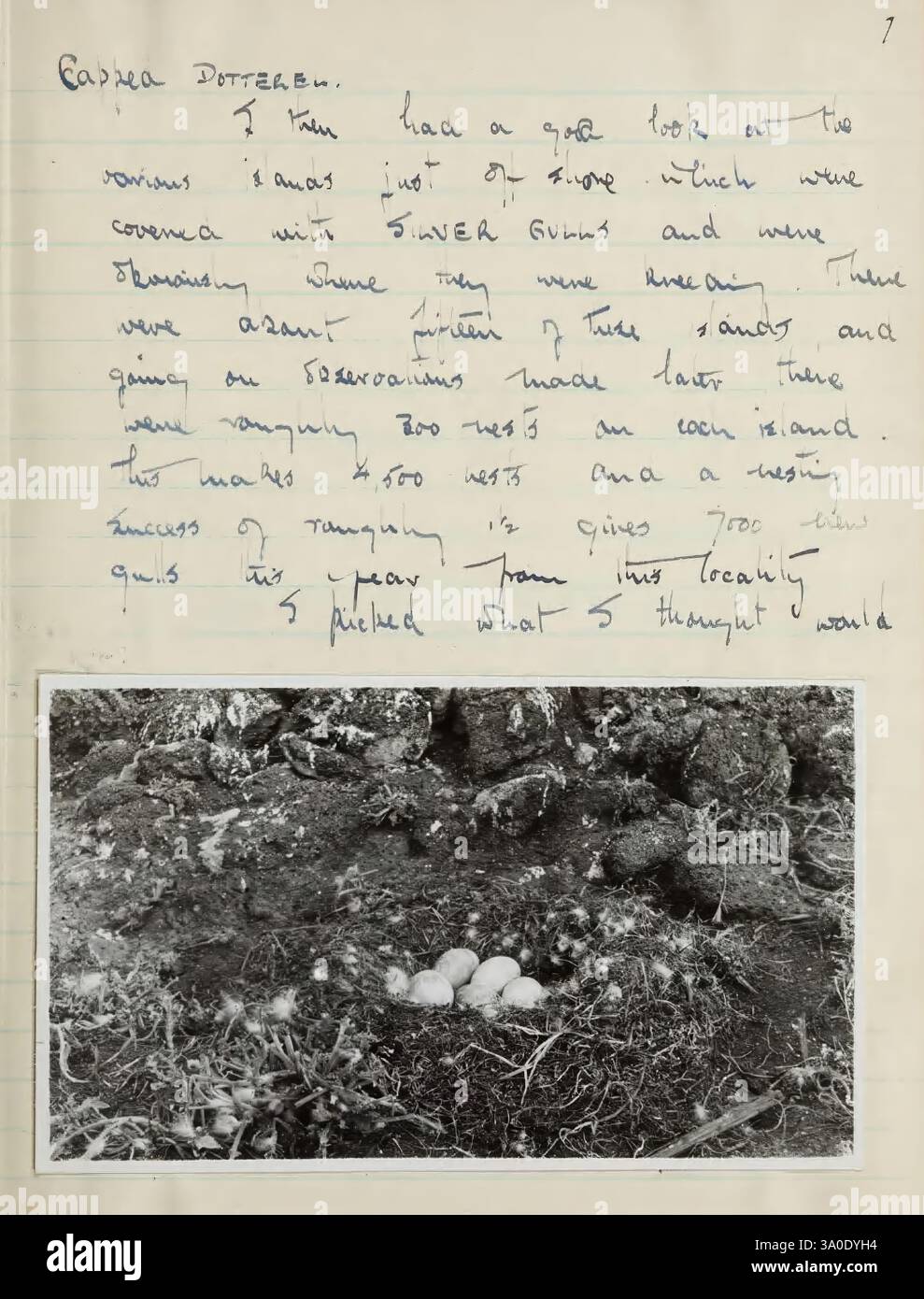 Ornithologique, Field, Diaries, de, A. Graham Brown, 1947-1957., la scène capture une collection de trois œufs nichés dans un cadre naturel, entouré de terrains rocheux. La texture du sol contraste avec les coquilles lisses des œufs, soulignant leur forme délicate. L'environnement environnant semble accidenté et sauvage, suggérant un emplacement éloigné. Au-dessus du visuel, des notes manuscrites donnent un aperçu d'une étude observationnelle, réfléchissant sur la découverte et les espèces impliquées. Le texte indique une exploration de la faune dans la région, documentant la découverte avec un sens de la curiosité Banque D'Images