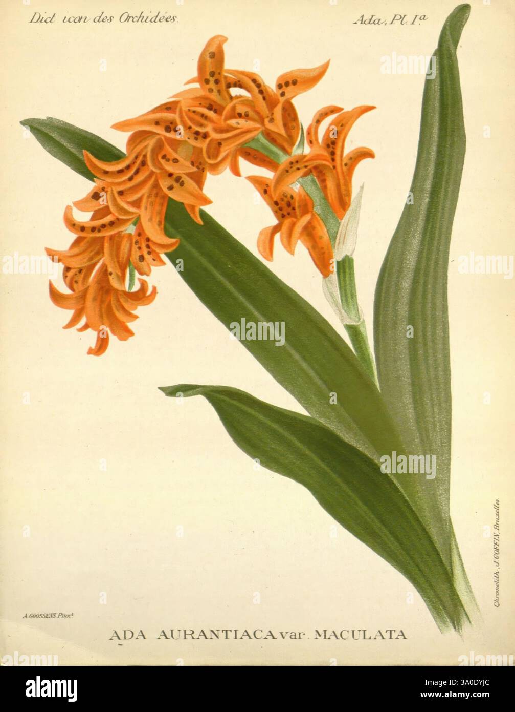 Dictionnaire iconographique des orchidees, 1896-1907, botanique, orchidaceae, œuvres picturales, L'illustration montre un arrangement vibrant de fleurs d'oranger de l'Ada aurantiaca var. espèce de maculata, qui se distingue par ses formations saisissantes de pétales et ses textures complexes. Les fleurs sont placées contre des feuilles vertes allongées et luxuriantes, contribuant à une composition visuellement attrayante. L'arrière-plan est minime, soulignant la beauté et le détail des fleurs. En dessous de l'illustration, le nom botanique est présenté dans une typographie élégante, soulignant la classification scientifique de la plante. Banque D'Images