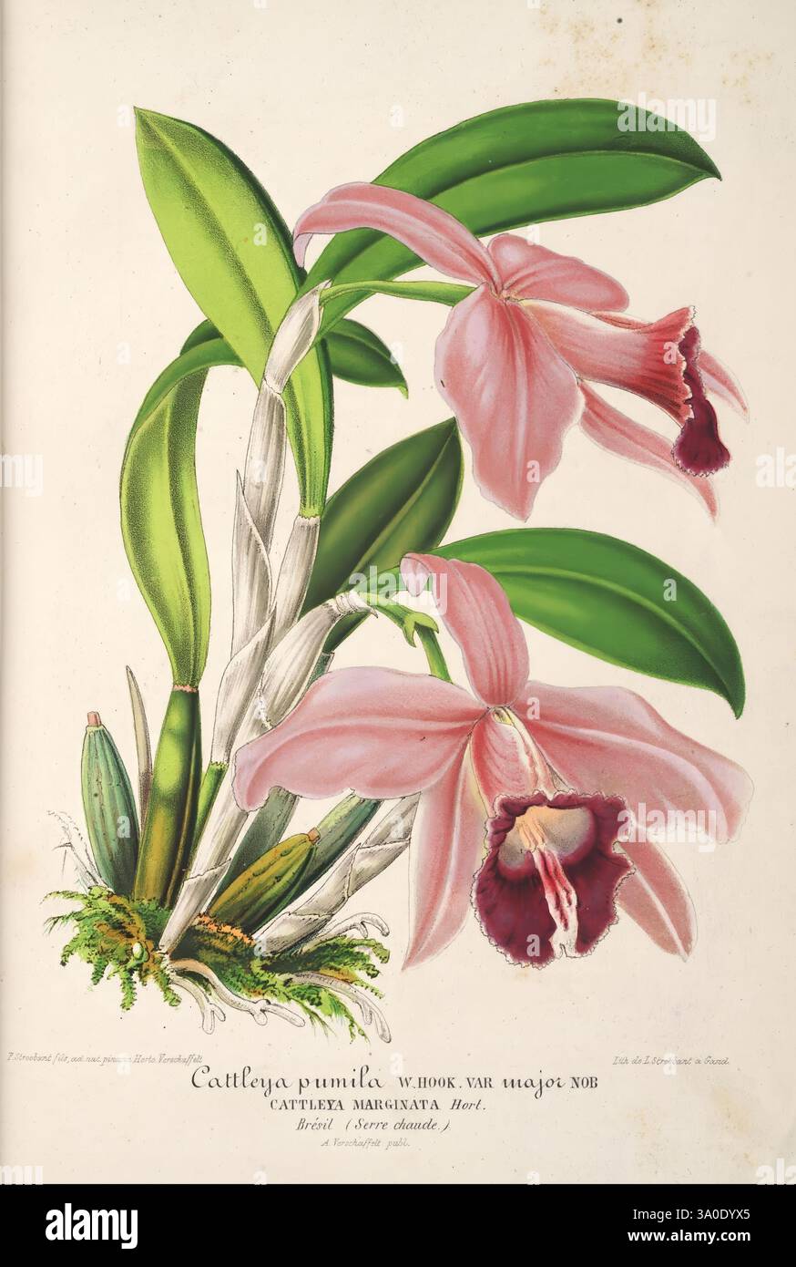 L'illustration horticole, Gand, Belgique, imprimerie et lithographie de F. et E. Gyselnyck, 1854-1896, floriculture, jardinage, serres, horticulture, périodiques, Une belle illustration de l'orchidée Cattleya pumila, mettant en valeur ses délicates fleurs roses qui présentent de riches centres marrons. L'œuvre d'art représente les feuilles vertes luxuriantes et la tige mince de la plante, entourées de détails botaniques complexes. La composition souligne l'élégance des fleurs, attirant l'attention sur les formes et les couleurs uniques qui caractérisent cette espèce exceptionnelle. L'arrière-plan améliore subtilement la teinte éclatante Banque D'Images