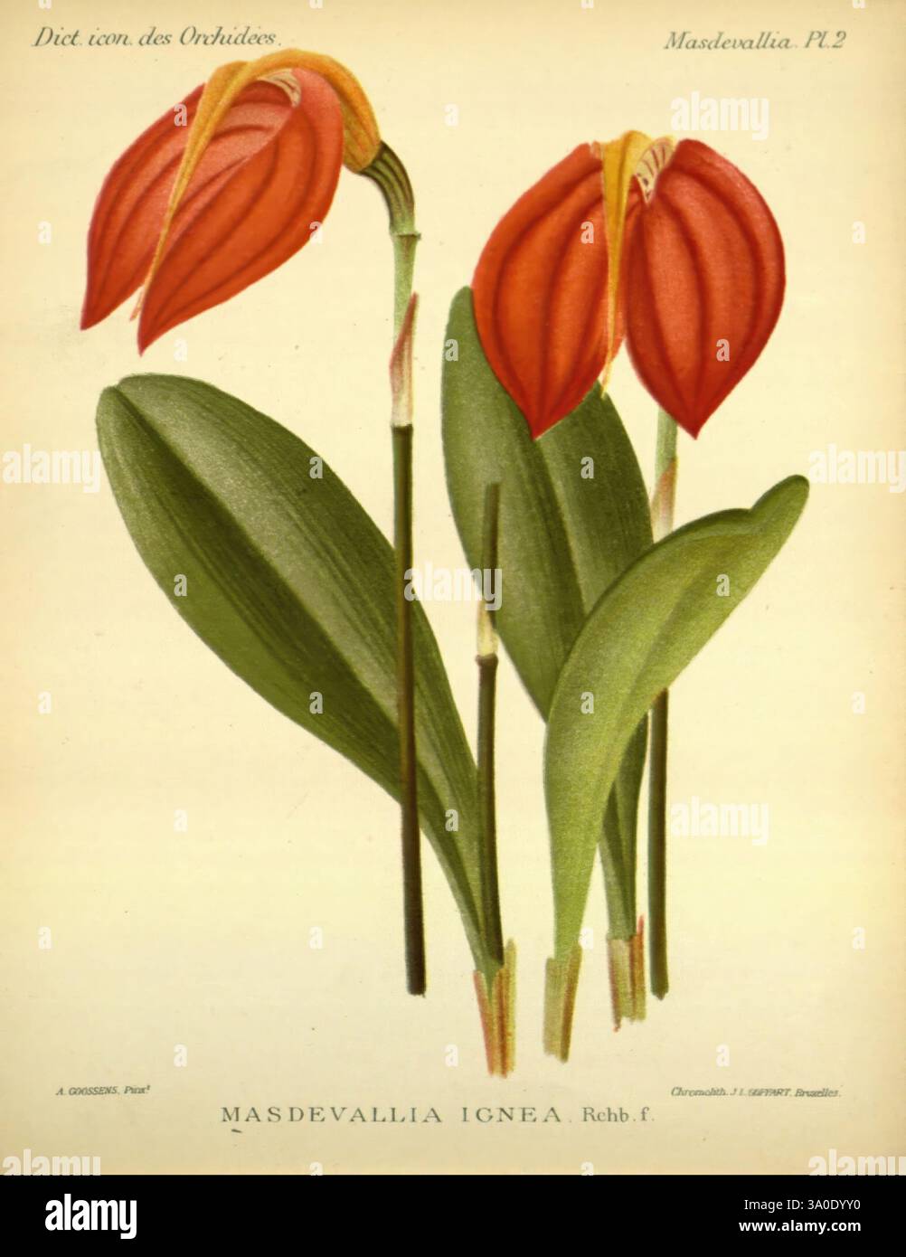 Dictionnaire iconographique des orchidees, 1896-1907, botanique, orchidaceae, œuvres picturales, Masdevallia, cette illustration présente l'orchidée Masdevallia ignea, mettant en valeur ses fleurs rouge-orange éclatantes qui sont délicatement façonnées avec une forme unique et allongée. Les pétales présentent une surface brillante, améliorant leur attrait visuel. Sous les fleurs, des feuilles vertes luxuriantes offrent un contraste saisissant, complétant les teintes vibrantes des fleurs. La composition met en évidence les détails complexes de la structure de l'orchidée, soulignant sa beauté ornementale et sa signification botanique. Ce rep Banque D'Images