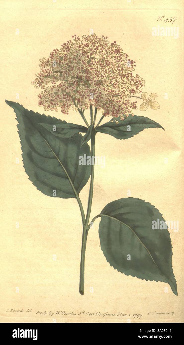 The Botanical Magazine, ou Flower-Garden affiché, 1790-1800, botanique, périodiques, œuvres picturales, Curtis, Une illustration botanique mettant en valeur une plante à fleurs avec un amas proéminent de minuscules fleurs disposées dans une forme sphérique, entourées de détails délicats et complexes. Sous les fleurs, de larges feuilles vertes émergent de la tige, offrant un contraste vibrant. L'illustration est accompagnée de la désignation numérique 'N° 137' et présente un travail au trait finement exécuté, améliorant la beauté naturelle et la précision de la représentation de l'espèce. L'arrière-plan est minime, permettant les détails de la plante Banque D'Images