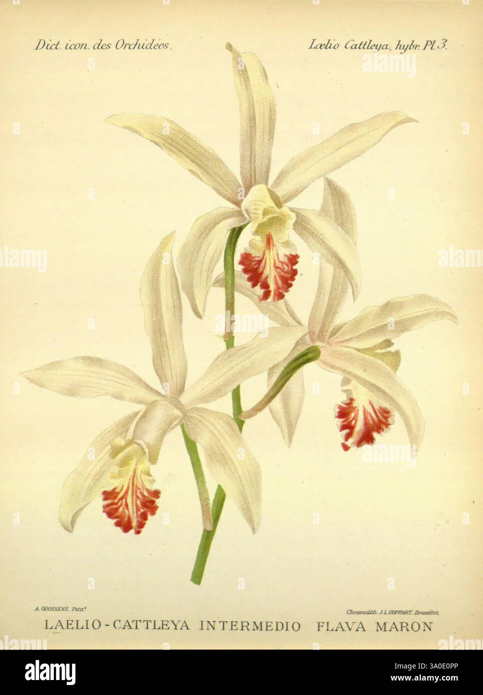 Dictionnaire iconographique des orchidees, 1896-1907, botanique, Orchidaceae, œuvres picturales, Laelia Cattleya, Une illustration botanique mettant en vedette Laelio-Cattleya intermedio flava maron, présentant des fleurs blanches élégantes avec des pétales délicats et des marques rouges frappantes près du centre. La composition met en évidence les détails complexes des fleurs et des feuilles, soulignant leur forme gracieuse. L'œuvre comprend le nom scientifique sous les fleurs, reflétant une approche classique des études botaniques, mettant en valeur la beauté et la complexité de cette variété d'orchidées. Banque D'Images