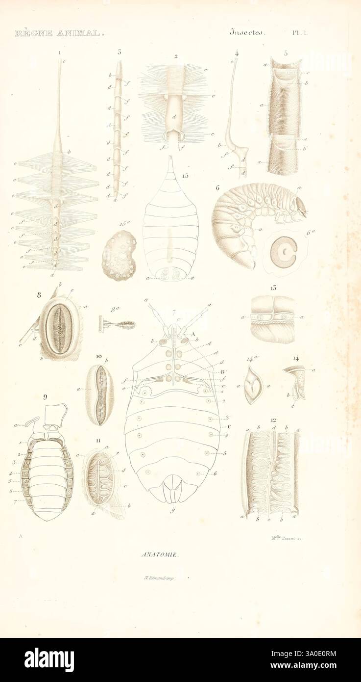 Ancienne Carte Murale éducative Extensible - Anatomie Et Règne Animal (écrevisses, Araignées, Insectes) - Style Vintage