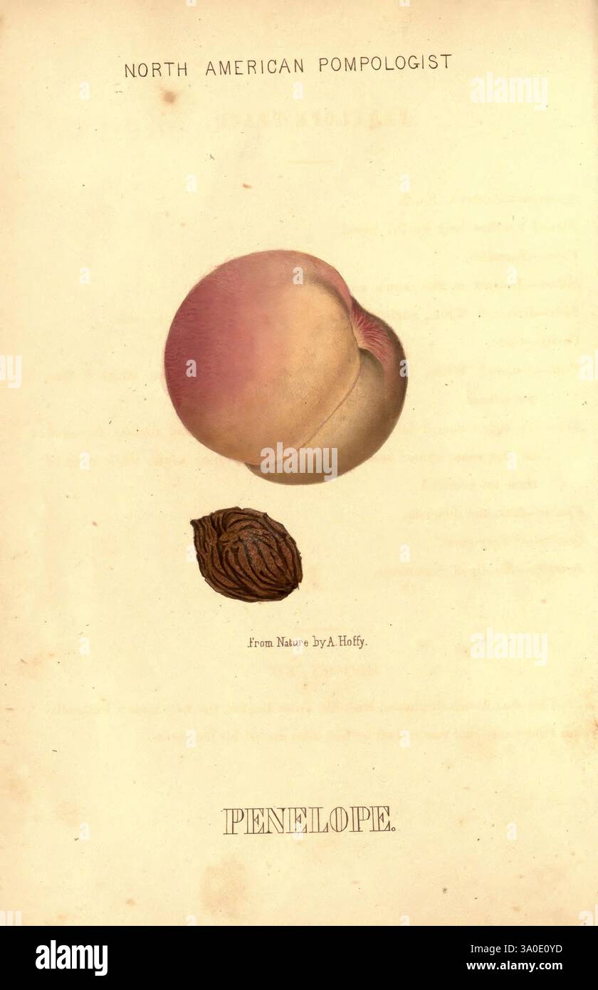 Hoffy's North American pomologist Philadelphia, A. Hoffy, 1860. Fruit, northamerica, Pictorial Works., une illustration botanique artistique met en valeur une pêche, mise en évidence avec sa forme distincte et arrondie, sa surface lisse, et un doux rougissement de couleur qui fait allusion à sa douceur. Sous la pêche repose sa graine, mettant en valeur la coquille texturée avec un ton riche et terreux. La composition est élégamment présentée, avec le titre 'North American Pomologist' en haut, suggérant un accent sur l'étude et la classification des fruits. Le nom 'Penelope' apparaît en bas, indiquant éventuellement le contributeur Banque D'Images