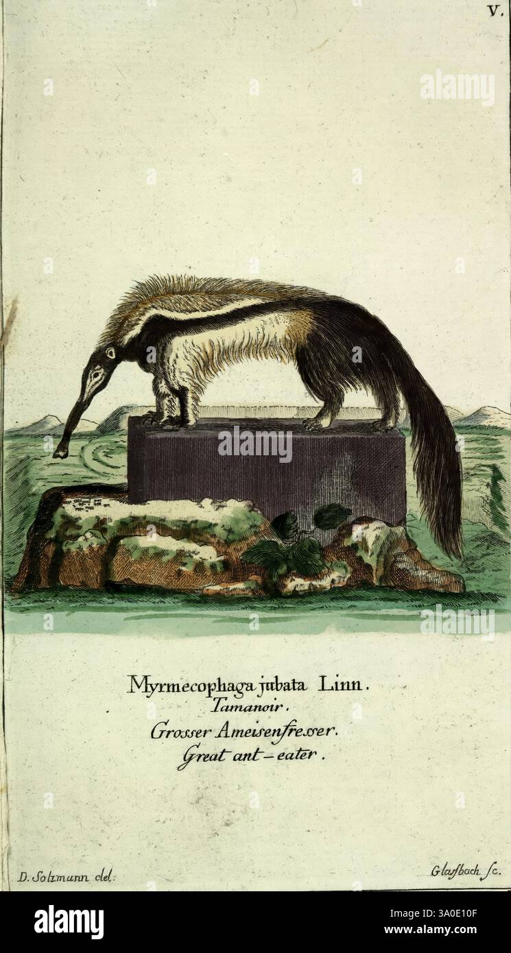 gemeinnützige Naturgeschichte des Thierreichs, Berlin, BEI Gottlieb August Lange, 1780-1789, fourmilier, zoologie, l'illustration montre un mammifère myrmécophage, communément appelé fourmilier, positionné sur un piédestal. Il met en valeur le museau allongé de la créature et sa longue queue distinctive, soulignant sa morphologie unique. Le texte ci-dessous identifie l'espèce, en soulignant sa classification scientifique, tandis qu'une bordure décorative entoure l'image, ajoutant une touche artistique. Cette représentation reflète un intérêt historique pour la faune et l'histoire naturelle, mettant en valeur le fourmilier dans un style stylisé Banque D'Images