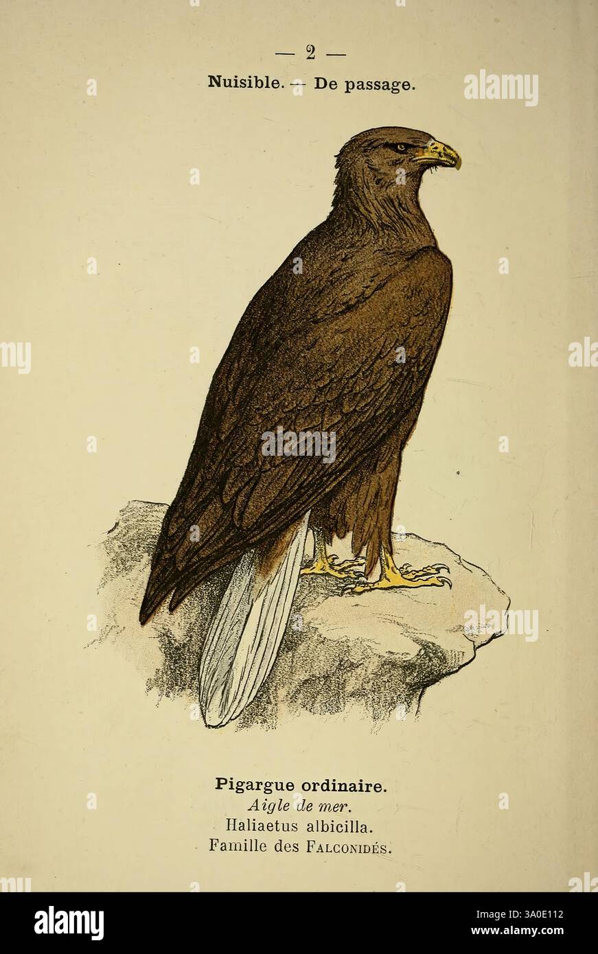 BR Epsom Avec Grand Disque Et éperon Protecteurs - Taille 35