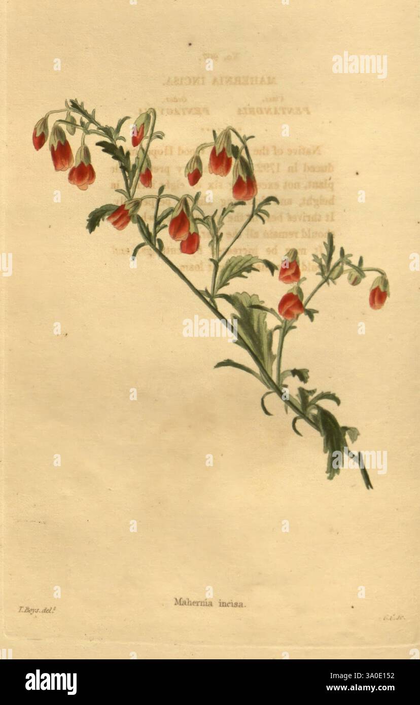 The Botanical Cabinet London, John & Arthur Arch, 1817-1833, Une illustration botanique délicate mettant en valeur une branche de Malvonia hirsuta, ornée de petites fleurs rouges qui tombent gracieusement de tiges vertes minces. Chaque fleur présente des détails complexes, soulignant la texture des pétales, tandis que les feuilles présentent des bords finement dentelés. Le texte de fond ajoute une touche académique, faisant allusion à la classification de la plante et à sa place dans les études botaniques. Cette œuvre d'art capture magnifiquement l'élégance et la complexité de cette espèce fleurie. Banque D'Images