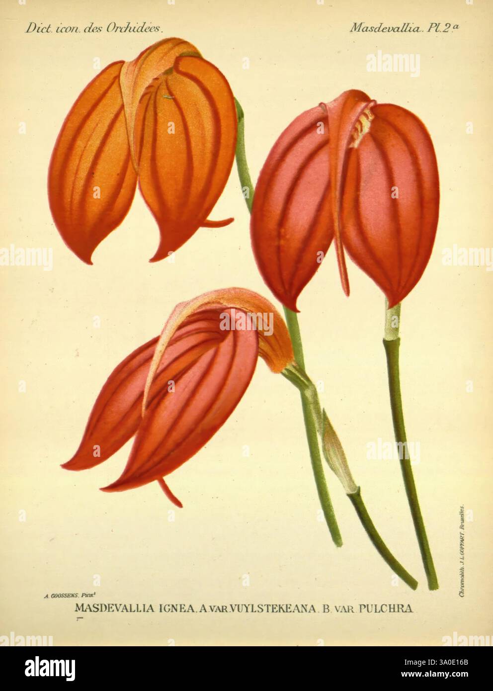 Dictionnaire iconographique des orchidees, 1896-1907, botanique, Orchidaceae, œuvres picturales, Masdevallia, Une représentation magnifiquement illustrée de l'ignea Masdevallia, mettant en valeur ses fleurs allongées saisissantes aux teintes rougeâtres vibrantes. L'œuvre met en évidence la forme distinctive et les détails complexes des pétales, qui se courbent et se chevauchent élégamment. Les deux fleurs sont présentées sur un fond doux, permettant au spectateur d'apprécier les textures délicates et la beauté naturelle de cette variété d'orchidées unique. Sous les fleurs, le nom scientifique est élégamment inscrit, capturant les deux AE Banque D'Images