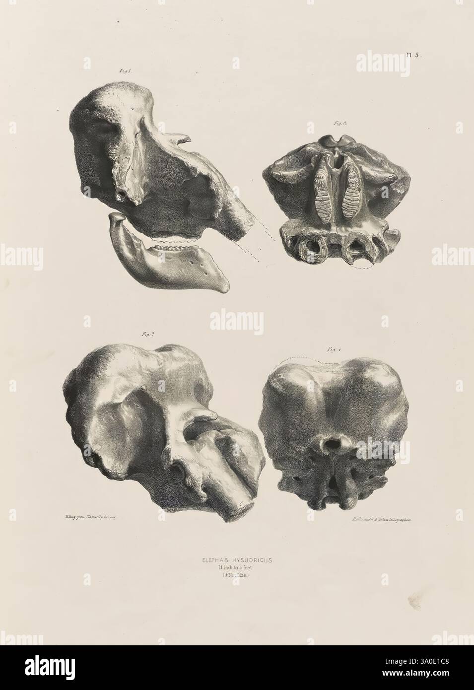 Faune, Antiqua, Sivalensis, étant la zoologie fossile des collines Sewalik, dans le nord de l'Inde, Londres, Smith, Elder and Co, 1846, Inde, Paléontologie, Siwalik Hills, vertébrés, fossile, musée de zoologie comparée, l'illustration présente des rendus anatomiques détaillés d'une colonne vertébrale, en se concentrant spécifiquement sur divers aspects des vertèbres. Les deux images du haut mettent en évidence les vues latérale et postérieure, mettant l'accent sur les subtilités structurelles et les caractéristiques telles que l'apophyse épineuse et les apophyses transversales. Les deux images du bas présentent des vues supplémentaires qui peuvent inclure l'articul Banque D'Images
