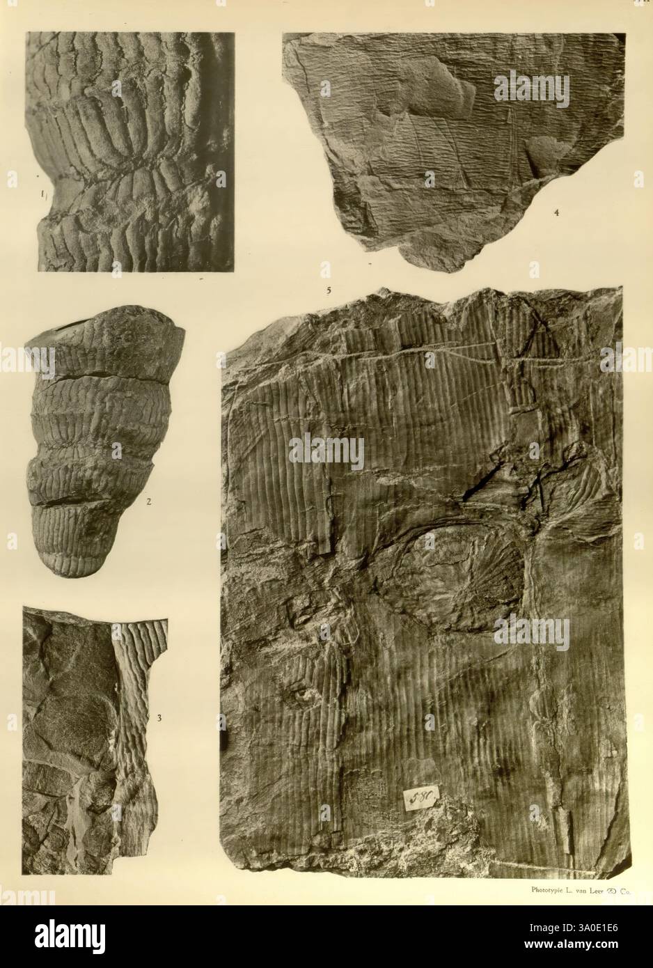 Mededeelingen van 's Rijks Herbarium, Leyde, Rijks Universiteit, Rijks Herbarium, 1911, prêles, l'image présente une collection d'impressions fossilisées et de motifs sur une surface accidentée, représentant probablement d'anciennes formations géologiques. Les illustrations comprennent diverses sections présentant des textures et des formes distinctes, suggérant une érosion ou une activité biologique d'une époque passée. Chaque section est numérotée, ce qui permet une étude détaillée et une référence. Les détails complexes mettent en évidence la riche histoire incrustée dans la roche, invitant à examiner les processus naturels qui ont créé ces formes Banque D'Images