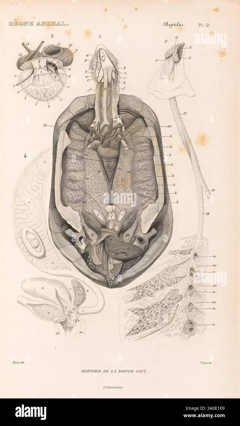 Le règne animal distribué d'après son organisation Paris, 1836-1849, anatomie, comparative, animaux, classification, identification, nomenclature, zoologie, Musée de Zoologie comparée, une illustration anatomique montrant les structures internes complexes d'un reptile. Le diagramme montre une vue étiquetée du cerveau, de la moelle épinière et de divers organes, fournissant des informations sur les systèmes biologiques de l'organisme. Des annotations détaillées marquent des caractéristiques anatomiques spécifiques, permettant une meilleure compréhension de la physiologie reptilien. Autour de la figure centrale se trouvent des croquis supplémentaires mettant en évidence diff Banque D'Images