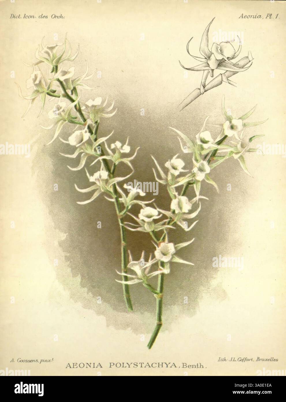 Dictionnaire iconographique des orchidees, 1896-1907, botanique, Orchidaceae, œuvres picturales, une illustration botanique mettant en vedette l'Aeonia polystachya, une plante à fleurs délicate connue pour ses fleurs élégantes et épaisses. La composition présente plusieurs grappes de tiges minces ornées de fleurs blanches de forme complexe, chacune affichant des pétales plumeux qui créent un contraste visuel saisissant. Dans le coin supérieur, une représentation détaillée d'une seule fleur souligne les caractéristiques uniques de l'espèce. Cette illustration capture la beauté naturelle et les détails complexes de la plante, highligh Banque D'Images