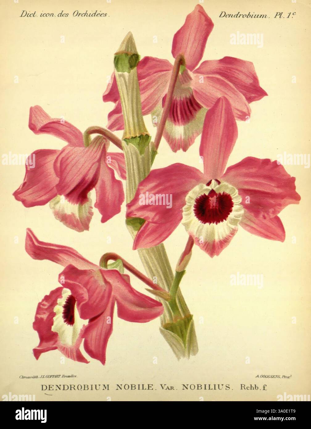 Dictionnaire iconographique des orchidees Bruxelles Imp. F. Havermans 1896-1907 botanique Orchidaceae œuvres picturales Dendrobium nobile, Une représentation magnifiquement illustrée du Dendrobium nobile, une variété d'orchidées frappante connue pour ses pétales roses vibrants et ses motifs complexes. Chaque fleur présente un centre blanc proéminent orné de riches marques marron, créant un contraste saisissant avec les tons roses doux. Les formes délicates des pétales et la disposition des fleurs sur leur tige témoignent de l’élégance de cette plante tropicale. En dessous de l'illustration, des détails botaniques sont fournis Banque D'Images