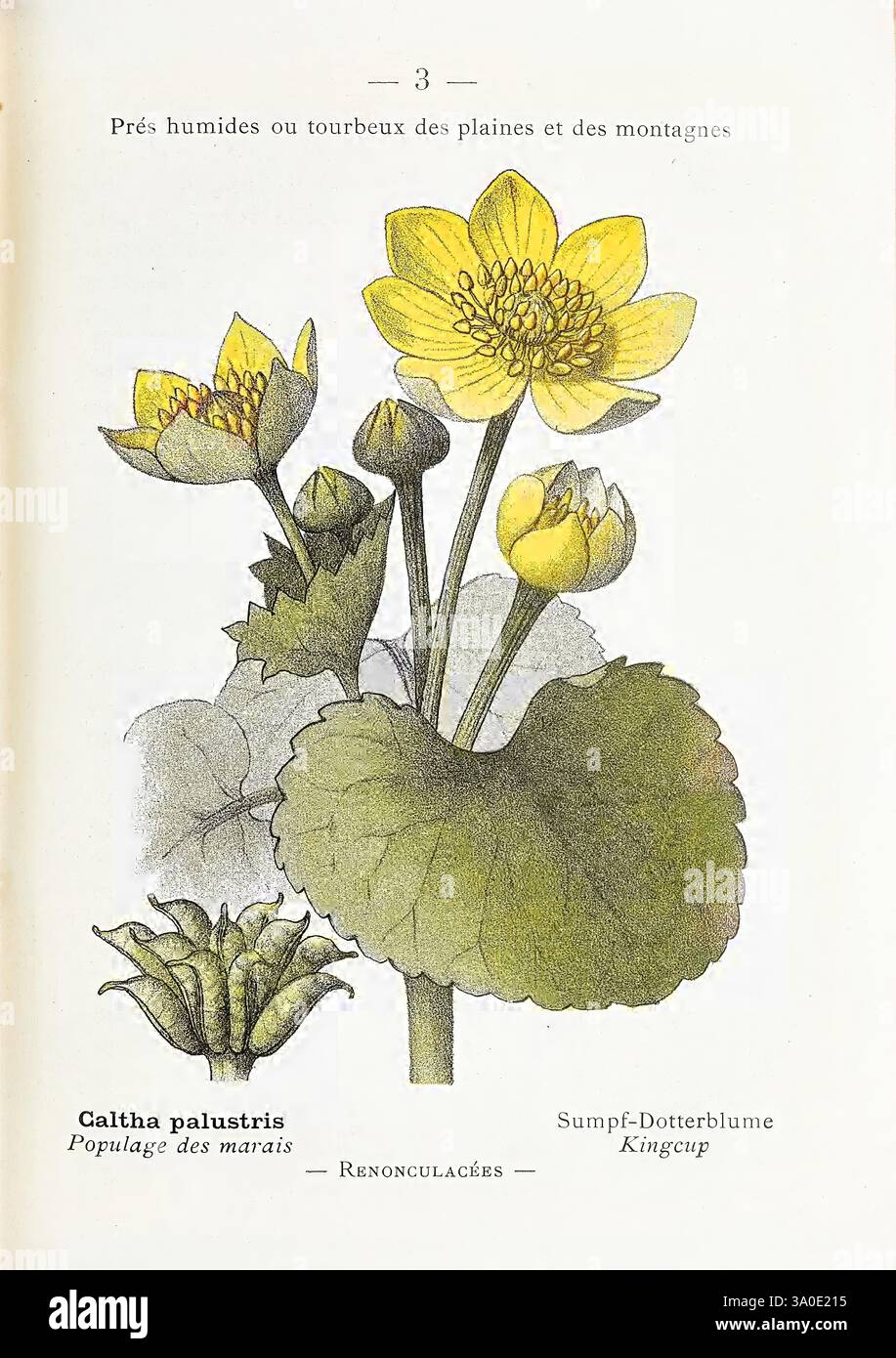 Nouvelle flore coloriée de poche des Alpes et des Pyrénées. Paris, Klincksieck, 1906-1912. Alpes, plantes, Pyrénées, Une illustration botanique mettant en vedette la Caltha palustris, communément connue sous le nom de Marais ou Kingcup. L'image montre des fleurs jaunes vives avec cinq pétales, placées contre des feuilles rondes et vertes larges. La composition met en valeur à la fois les fleurs et les parties végétatives de la plante, mettant en valeur son habitat aquatique. Le texte d'accompagnement étiquette la plante et ses noms communs dans différentes langues. Les détails délicats soulignent la beauté et les subtilités de cette espèce de zone humide, souvent Banque D'Images