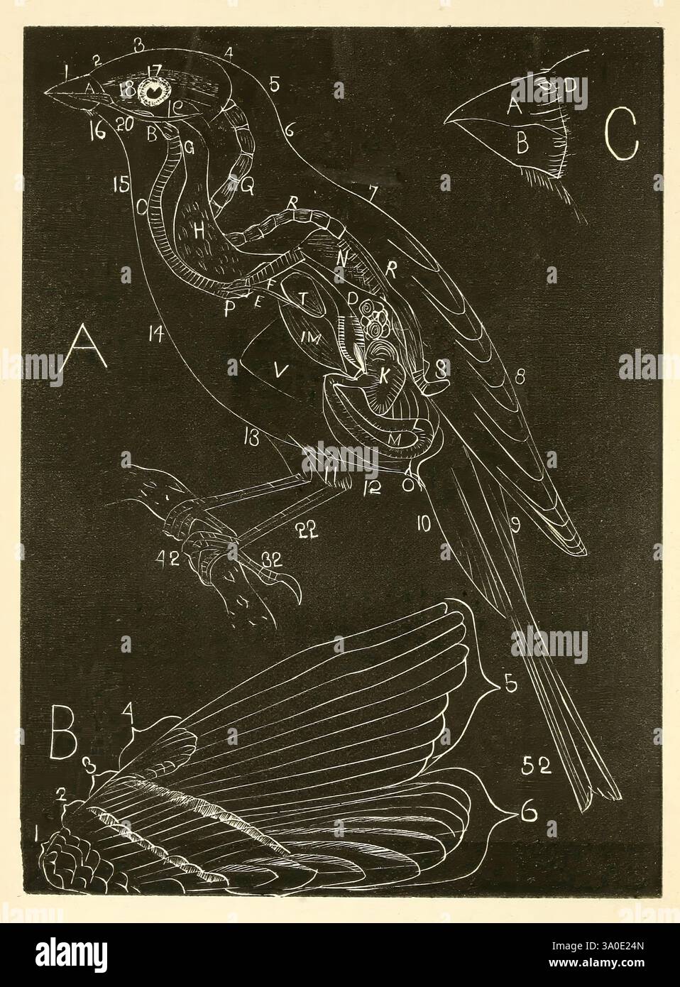 Handbook of the Sparrows, Finches, of New England Newtonville [Mass.] C. J. Maynard, 1896, Birds, Finches, New England, moineaux, Spizella passerina, Cardinalis cardinalis, une illustration anatomique d'un oiseau, mettant en valeur ses structures internes et ses caractéristiques. Le diagramme est étiqueté avec des numéros correspondant à diverses parties, y compris le système respiratoire, les composants squelettiques, la musculature et le système digestif. Des annotations détaillées pointent vers des organes et des systèmes spécifiques tels que le cœur (numéroté), les poumons et les plumes, fournissant une vue d'ensemble complète de l'anatomie aviaire. L'illustration est Banque D'Images