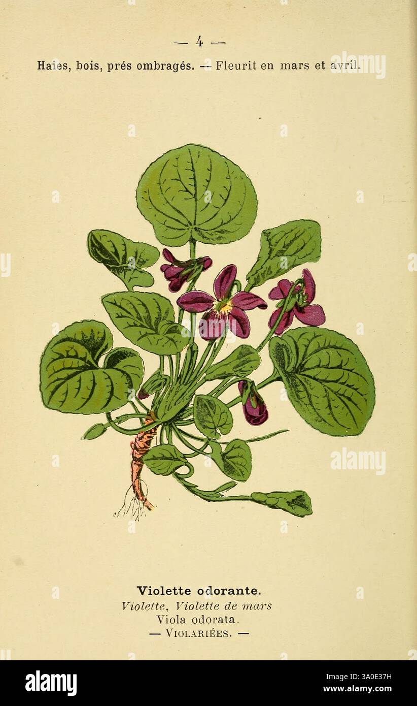 Commune Viola Atlas de poche des plantes des champs, des prairies et des bois, Paris ...