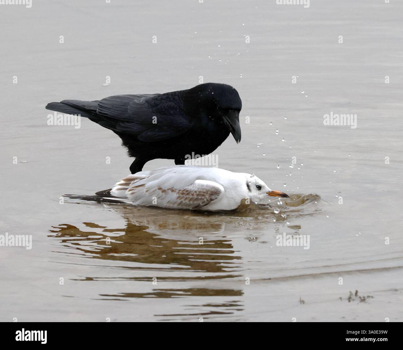 Février 2025 - Crows tuant et mangeant une mouette sur le réservoir de Cheddar dans le Somerset, Angleterre, Royaume-Uni. Banque D'Images