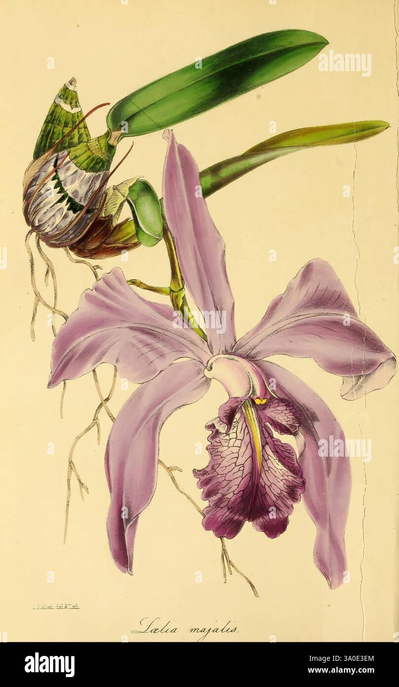 Magazine de botanique de Paxton Londres, Orr et Smith, botanique, périodiques, fleurs, tiges, feuilles, la composition présente une illustration vibrante d'une orchidée Cattleya, mettant en valeur ses grands pétales violets luxuriants ornés de motifs complexes. À côté de l'orchidée, une sauterelle délicatement détaillée affiche un mélange séduisant de teintes vertes et brunes, mettant en valeur son exosquelette unique et ses ailes complexes. Sous l'orchidée, des racines visibles suggèrent une connexion à l'habitat naturel, tandis que des vrilles feuillues se courbent gracieusement au-dessus, encapsulant la beauté des interactions entre plantes et insectes dans la nature Banque D'Images