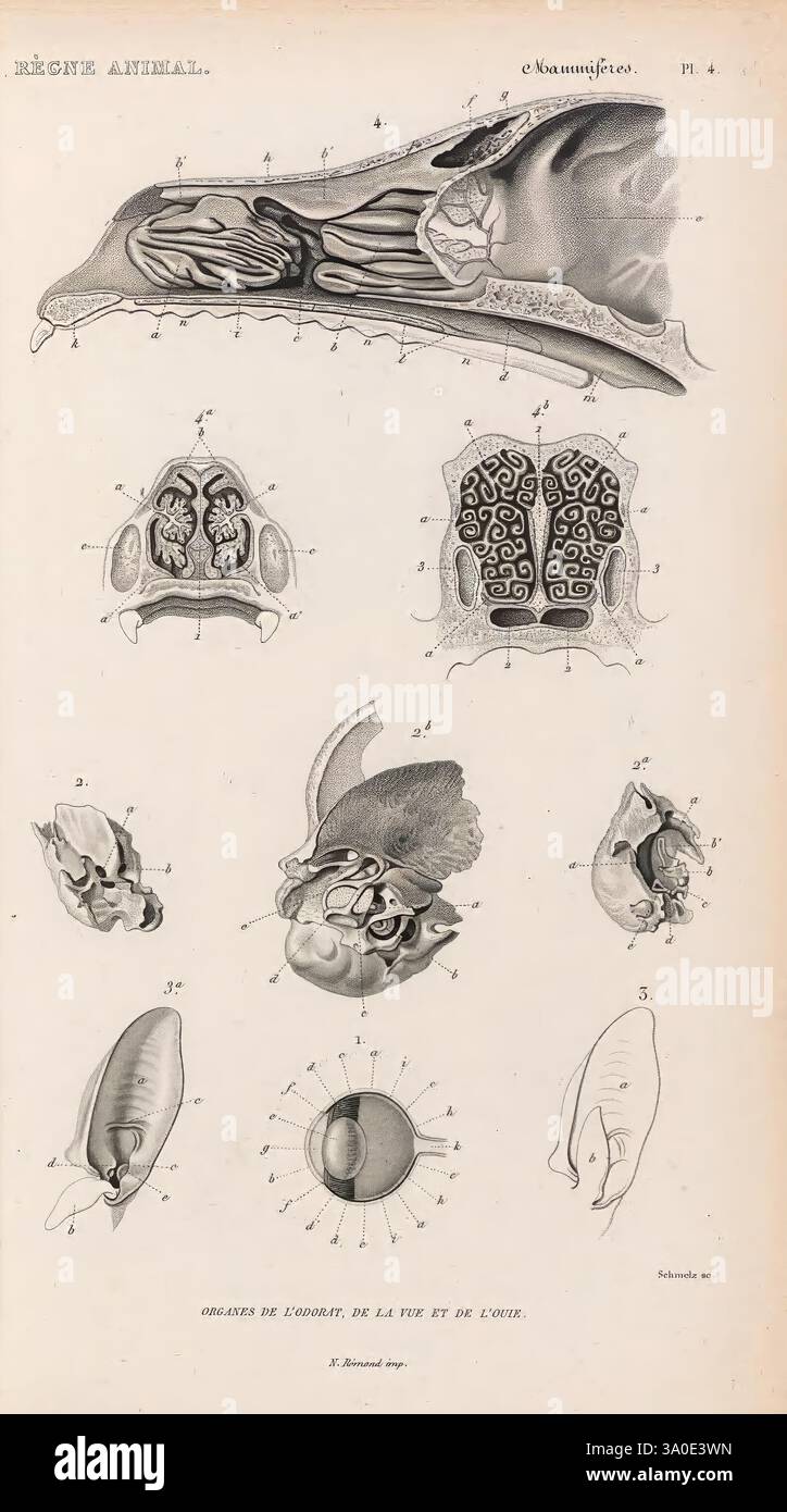 Le règne animal distribué d'après son organisation, Paris, 1836-1849, anatomie, comparative, animaux, classification, identification, nomenclature, zoologie, musée de zoologie comparée, illustration scientifique représentant diverses structures anatomiques d'un animal. L'image présente plusieurs diagrammes étiquetés, y compris des représentations du crâne, du cerveau et des organes sensoriels. Chaque section est numérotée pour référence, fournissant un aperçu des détails complexes de la physiologie de l'animal. La partie supérieure présente une vue latérale du crâne, tandis que les images suivantes se concentrent sur la vie transversale Banque D'Images