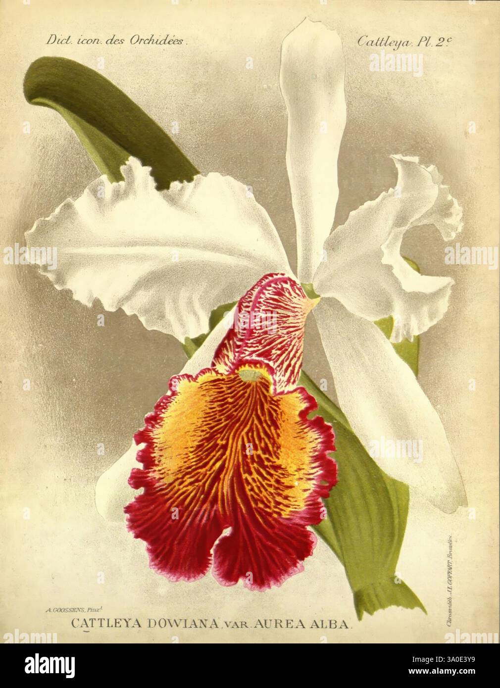 Dictionnaire iconographique Orchidees, 1896-1907, Botanique, Orchidaceae, oeuvres picturales, Cattleya, Dowiana, Vara, Urea, Alba, une superbe représentation du Cattleya dowiana var. orchidée aurea alba, mettant en valeur sa structure florale élégante et complexe. Les grands pétales gonflés sont principalement blancs, offrant un contraste saisissant avec la lèvre vibrante et richement teintée qui présente des rouges et jaunes vifs. Le rendu détaillé met en valeur la délicate veine et la texture des pétales, soulignant la beauté et la complexité de cette fleur tropicale. Cette illustration capture l'essence de l'art botanique Banque D'Images