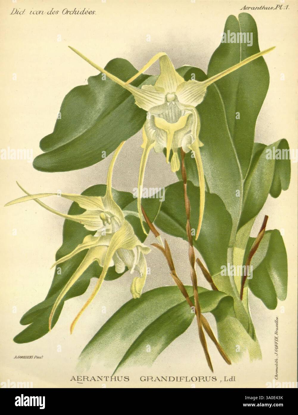 Dictionnaire iconographique des orchidees, 1896-1907, Botanique, Orchidaceae, œuvres picturales, L'illustration représente la beauté délicate de l'Aeranthus grandiflorus, mettant en valeur sa structure florale unique et ses sépales allongés. La plante présente de larges feuilles vertes luxuriantes qui créent un contraste saisissant avec les fleurs complexes. Les fleurs, avec leurs pétales allongés et leur forme distinctive, sont le point focal, présentant un aspect gracieux. Cette œuvre met en évidence la nature diverse et exotique des orchidées, capturant leur élégance et les détails complexes dans une étude botanique. Banque D'Images