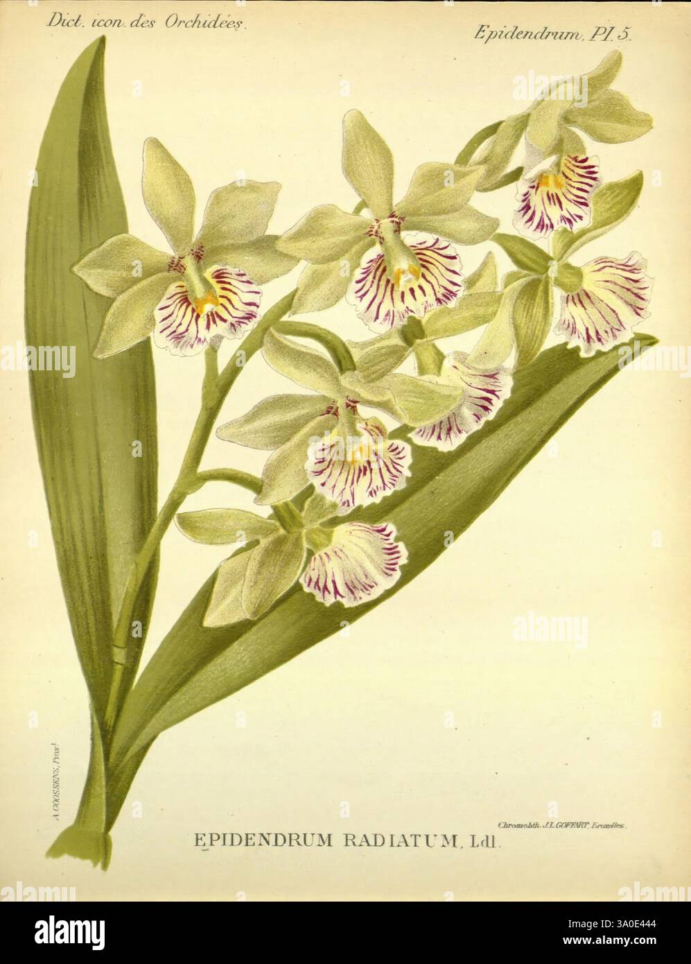 Dictionnaire iconographique des orchidees, 1896-1907, botanique, Orchidaceae, œuvres picturales, Epidendrum, Alphonse Goossens, orchidée, fleurs, Epidendrum radiatum, Prosthechea radiata, Une représentation magnifiquement illustrée de l'Epidendrum radiatum, mettant en valeur ses fleurs délicates avec des motifs complexes et des dégradés de couleurs subtils. Les fleurs présentent un mélange de pétales jaune pâle et blanc, accentués par des marques rouges et violettes vives dans la gorge, ajoutant un intérêt visuel. Les tiges sont gracieusement allongées, avec plusieurs fleurs regroupées, démontrant la croissance caractéristique h de la plante Banque D'Images