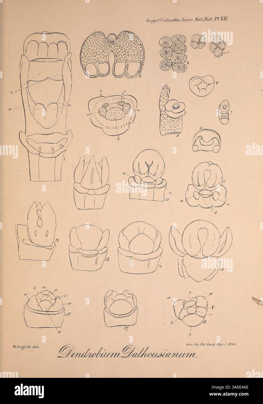 Icones Plantarum Asiaticarum Calcutta Bishop's College Press 1847-54 Asie botanique, cette illustration présente une gamme de croquis botaniques détaillés de l'orchidée Dendrobium Dalthousianum. Chaque dessin met en évidence différentes parties de la plante, y compris les structures florales et les modèles de croissance. L'arrangement présente différentes perspectives, telles que des vues frontales et latérales des fleurs, ainsi que des diagrammes transversaux qui révèlent les détails complexes de l'anatomie florale. L'élégance de l'orchidée est soulignée à travers les lignes précises et la représentation minutieuse de chaque élément, refléter Banque D'Images