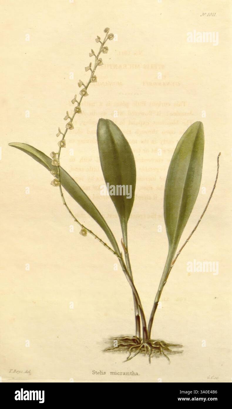 Le, botanique, cabinet, Londres, John, &, Arthur, Arch, 1817-1833, Une illustration botanique mettant en vedette l'espèce végétale Stelis micrantha. Le dessin présente une tige mince avec plusieurs feuilles allongées à la base, qui sont larges et pointues. Une inflorescence délicate émerge de la tige ornée de petites fleurs groupées. Les détails soulignent la structure complexe de la plante, y compris la texture des feuilles et la disposition des fleurs, donnant un aperçu des caractéristiques uniques de cette espèce d'orchidée. Sous l'illustration, une légère inscription note le Banque D'Images