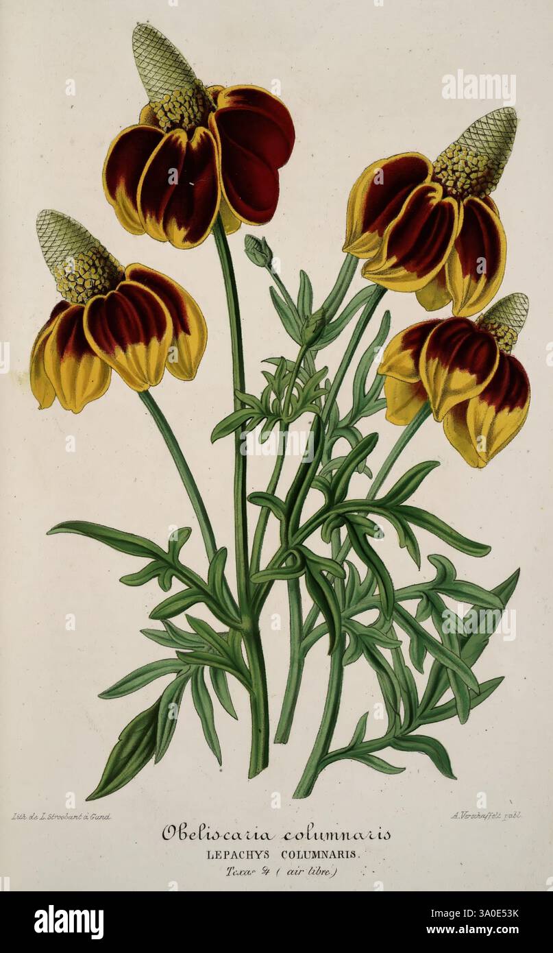 L'illustration horticole, Gand, Belgique, imprimerie et lithographie de F. et E. Gyselnyck, 1854-1896, floriculture, jardinage, serres, horticulture, périodiques, cette illustration botanique met en vedette la vibrante et unique Obeliscaria columnaris, communément connue sous le nom de Lefacy's columnaris. L'œuvre présente de hautes tiges élancées ornées de fleurs frappantes qui ont une forme distinctive, affichant un dégradé de riches teintes rouges et dorées. Chaque fleur présente un centre pointu en forme de cône entouré de pétales légèrement incurvés qui tombent élégamment, créant une silhouette gracieuse. Le vert luxuriant l Banque D'Images
