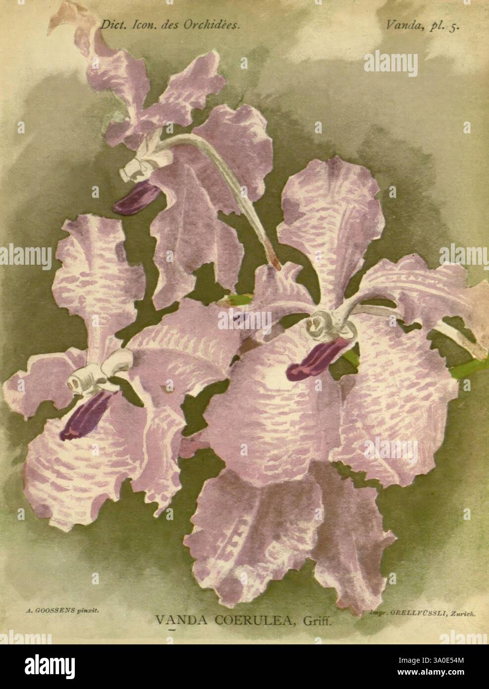 Dictionnaire iconographique des orchidees, 1896-1907, botanique, Orchidaceae, œuvres picturales, Vanda, Alphonse Goossens, orchidée, fleurs, Vanda coerulea, Chine, l'œuvre présente une illustration magnifiquement détaillée de Vanda coerulea, une orchidée étonnante connue pour ses pétales violets et blancs distinctifs. Les fleurs présentent des motifs et des textures complexes, élégamment disposées avec des bords délicats frangés. Chaque fleur est complétée par une colonne centrale proéminente et des étamines vibrantes. L'arrière-plan améliore la composition globale avec des tons doux et discrets qui soulignent la beauté exquise des orchidées Banque D'Images