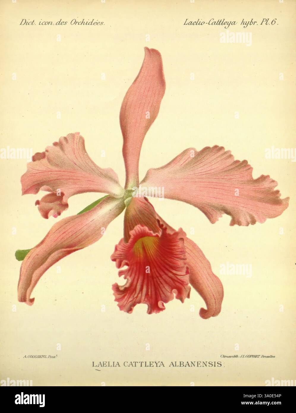 Dictionnaire iconographique des orchidees, 1896-1907, botanique, Orchidaceae, œuvres picturales, Laelia Cattleya, Une orchidée magnifiquement illustrée, mettant en valeur le Laelia Cattleya Albanensis. La fleur présente des pétales délicats et ondulés dans des tons roses doux, avec une structure complexe qui met en valeur les détails complexes des bords volants. La partie centrale de la fleur affiche une teinte plus profonde, ajoutant de la profondeur et du contraste à son apparence globale. L’illustration est accompagnée d’étiquettes botaniques, soulignant sa classification et mettant en valeur l’élégance de cette espèce exotique. L'illustration reflète Banque D'Images