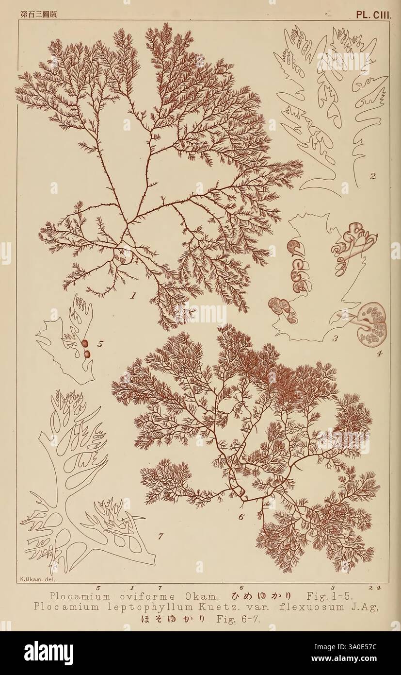 Icones d'algues japonaises Tokyo Kazamashobo 1907-1942 algues ...