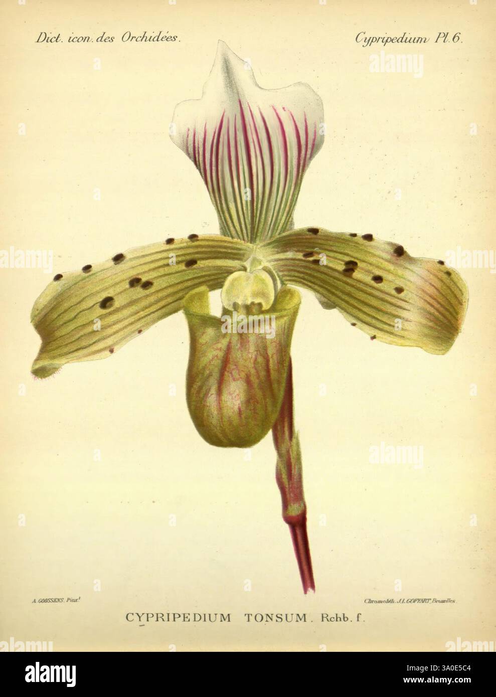 Dictionnaire iconographique des orchidees, 1896-1907, botanique, Orchidaceae, œuvres picturales, Cypripedium, Une orchidée tonsum de Cypripedium magnifiquement illustrée, mettant en valeur sa forme distinctive et ses détails complexes. La fleur présente de larges sépales verts ornés de rayures et de taches subtiles, tandis que la poche centrale est un ton riche et terreux. Cette représentation botanique captivante souligne l'élégance et le caractère unique de cette espèce d'orchidée, soulignant sa structure délicate et sa beauté naturelle. La composition globale invite à l'admiration pour l'art de la nature, ce qui en fait un additio frappant Banque D'Images