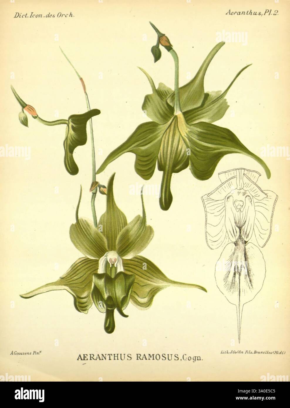 Dictionnaire iconographique des orchidees, 1896-1907, botanique, Orchidaceae, œuvres picturales, L'illustration montre l'Aeranthus ramosus, une orchidée frappante connue pour sa structure florale unique. Les fleurs présentent des pétales vifs et allongés qui se courbent gracieusement, créant une silhouette élégante. Les riches tons verts des pétales sont mis en évidence par des veines délicates, ajoutant texture et profondeur. Accompagnant la représentation florale principale est un dessin anatomique détaillé de la lèvre de la fleur, soulignant sa conception complexe et la complexité des structures reproductrices. Cette composition capture Banque D'Images