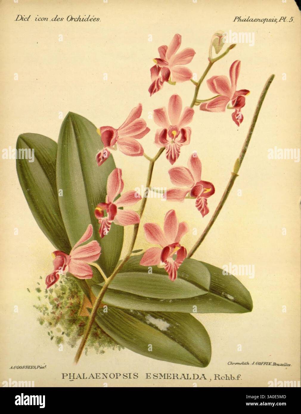 Dictionnaire iconographique des orchidees, 1896-1907, botanique, orchidaceae, œuvres picturales, phalaenopsis, Thaïlande, Inde, Birmanie, Cambodge, Laos, Vietnam, Alphonse Goossens, 2, orchidée, fleurs, Phalaenopsis Emeralda, Phalaenopsis pulcherrima, Une illustration délicate de l'orchidée Phalaenopsis Esmeralda, mettant en valeur ses gracieuses fleurs dans des tons de rose, avec des détails complexes soulignant la structure florale. La composition présente des feuilles vertes élégantes qui offrent un contraste frappant avec les fleurs vibrantes. Cette œuvre d'art capture la beauté et la complexité de l'orchidée, en mettant l'accent sur la fine Banque D'Images