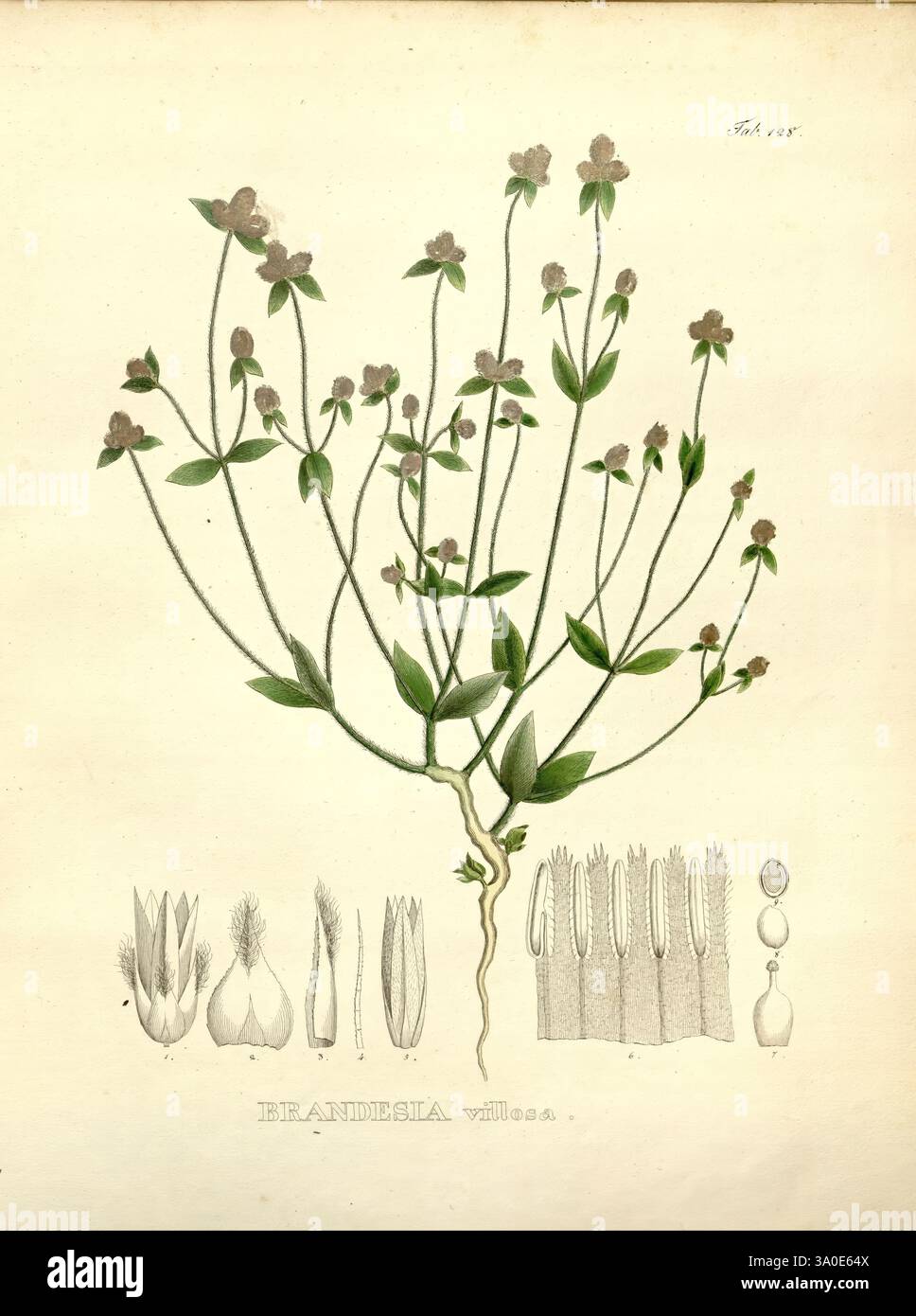 Nova, Genera, et, espèce, Plantarum, Monachii, Munich, Impensis, Auctoris, 1824-1829, 1824-32, illustration d'une plante à fleurs, présentant une représentation détaillée de sa structure ramifiée et de ses fleurs délicates. La plante présente des tiges minces et des feuilles vertes éclatantes qui divergent de la tige principale. Sous la figure principale sont disposés divers dessins botaniques de différentes parties de la plante, mettant en évidence ses feuilles et ses structures reproductrices de manière claire et informative. Les détails complexes révèlent les caractéristiques uniques de l'espèce végétale, identifiée comme Brandegia. Cet éd Banque D'Images