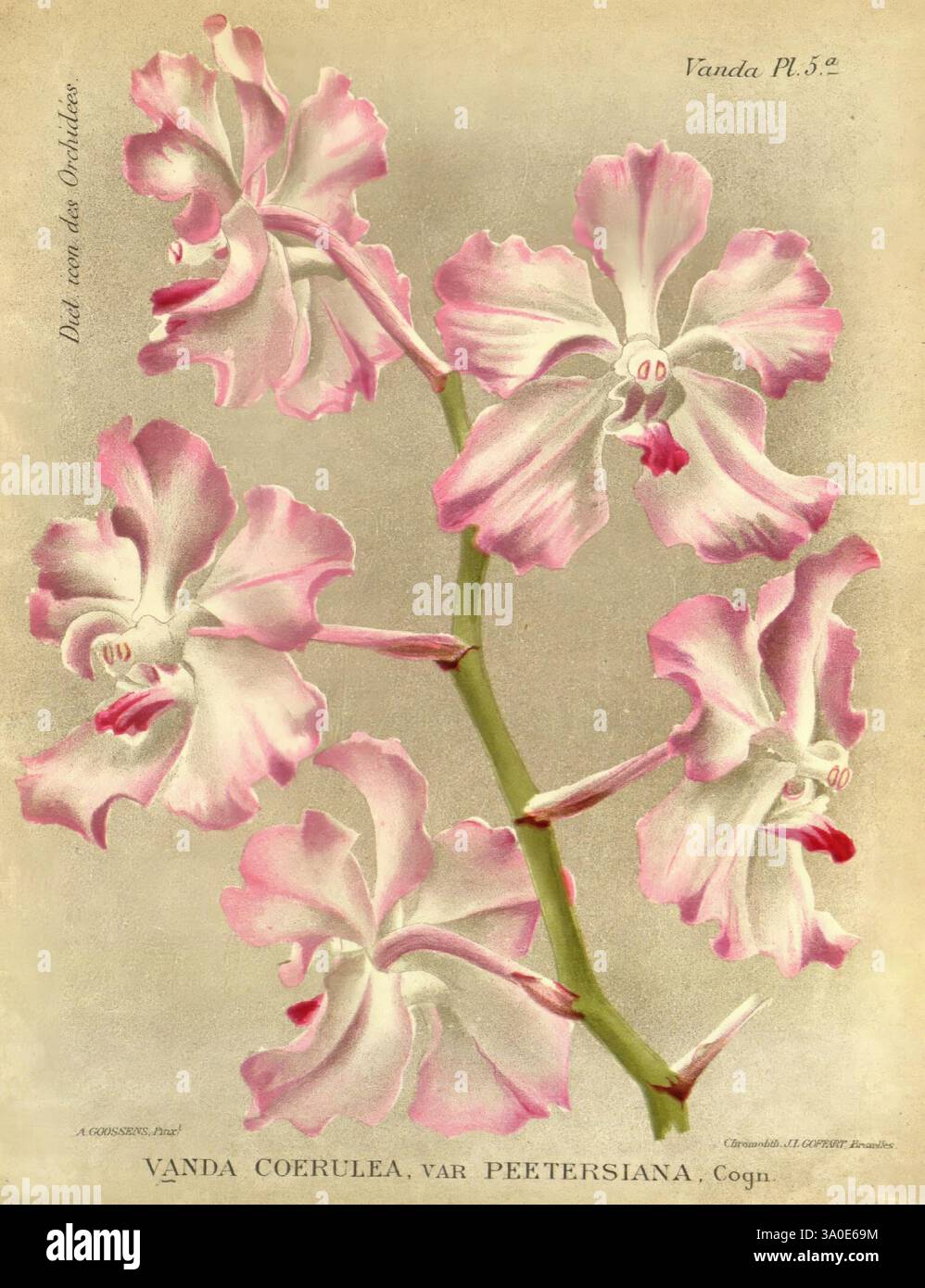 Dictionnaire iconographique des orchidees, 1896-1907, botanique, orchidaceae, œuvres picturales, vanda, Alphonse Goossens, 2, orchidée, fleurs, Vanda coerulea, taxonomie : trinomiale = Vanda coerulea Peetersiana Banque D'Images