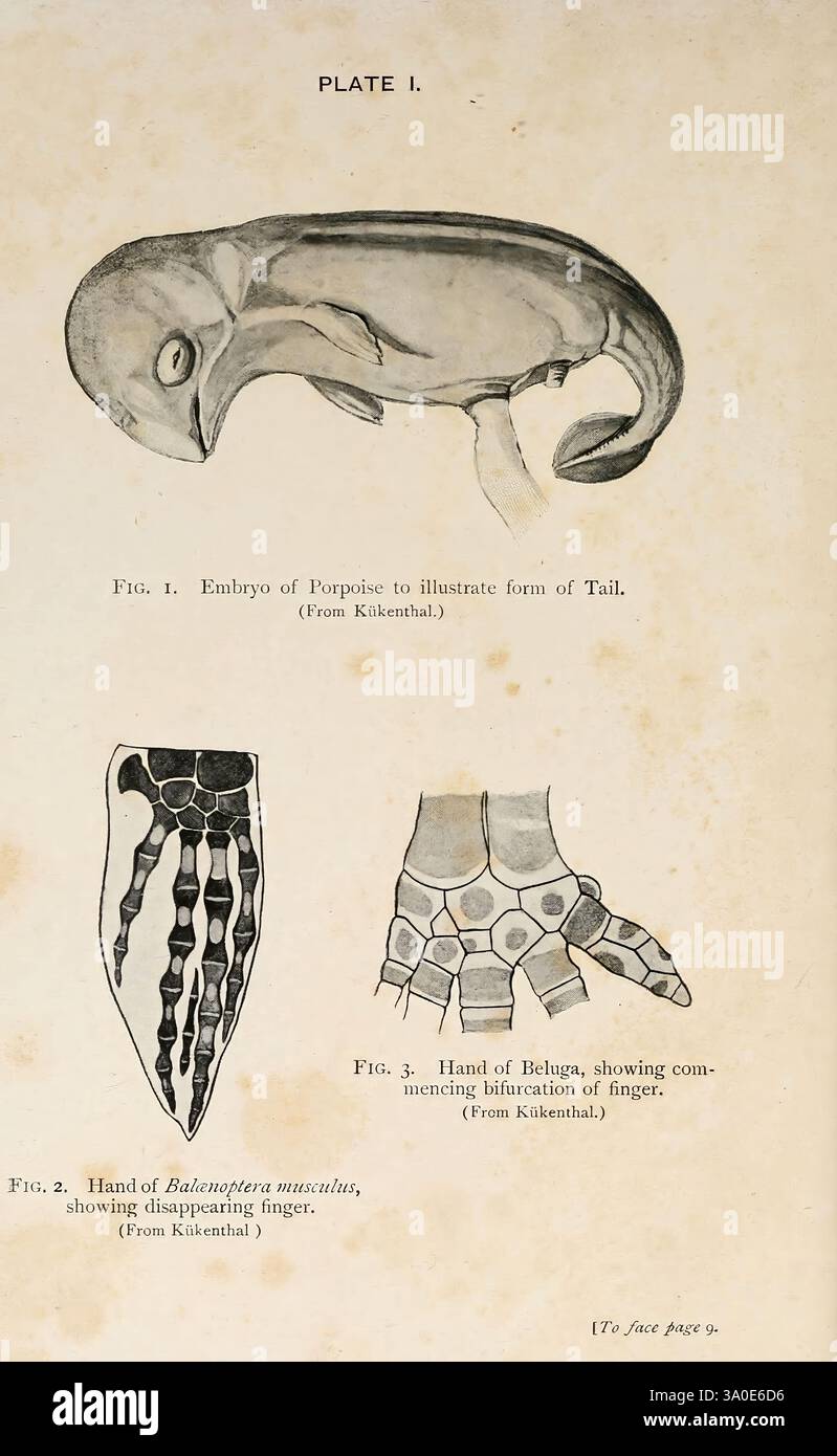 A Book of Whales London, J. Murray, 1900. Baleines trou du bois Porsouin baleine bleue Beluga Balaenoptera musculus Delphinapterus Leucas taxonomie : famille = Phocoenidae, l'illustration présente trois figures détaillées présentant diverses formes biologiques. La figure 1 présente un embryon de marsouin, mettant en évidence la forme et les caractéristiques distinctes de sa queue, donnant un aperçu de son développement anatomique. La figure 2 représente la structure de la main d'un organisme nommé Balistes vetula, mettant l'accent sur les détails complexes des os et des articulations. La figure 3 illustre la main d'un béluga, démontrant le compl Banque D'Images