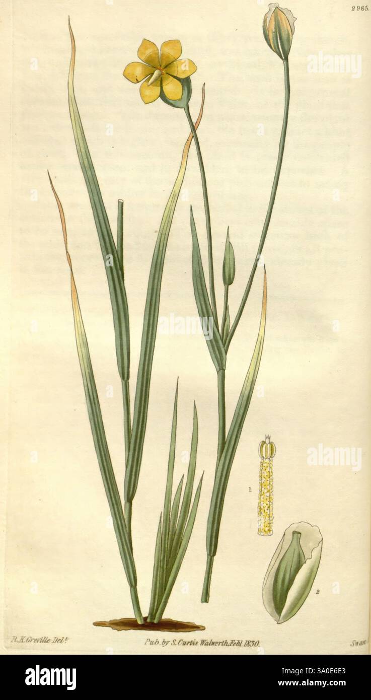 Curtis's Botanical Magazine, Londres, New York, botanique, périodiques, œuvres picturales, Curtis, cette illustration présente une plante délicate caractérisée par de longues feuilles vertes minces qui s'élèvent élégamment de la base. Une fleur proéminente, avec des pétales jaune vif, est représentée au sommet, mettant en valeur sa beauté frappante. Près de la base, il y a des éléments supplémentaires, y compris des bourgeons fermés et une représentation détaillée de la structure reproductrice d'une fleur, mettant en évidence les détails complexes de son anatomie. La composition globale souligne l'environnement naturel de la plante, ajoutant à l'appréciation de i Banque D'Images