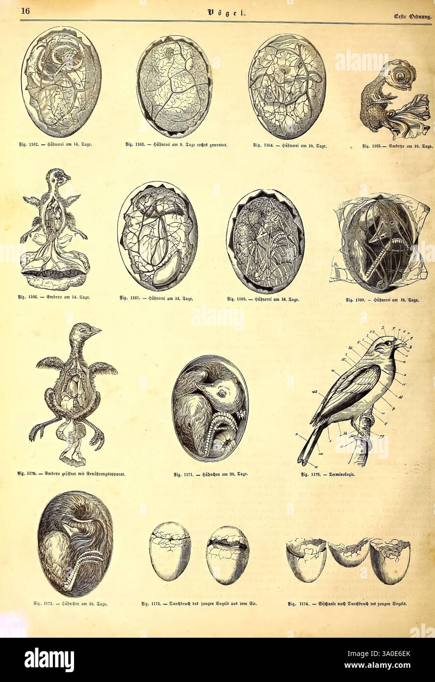 Histoire naturelle illustrée du Royaume animal Leipzig J.J. Weber 1848 oiseaux amphibiens reptiles Zoologie, l'illustration présente une collection d'études scientifiques détaillées axées sur les différentes étapes de l'embryologie des oiseaux et du développement des œufs. Chaque section présente des œufs méticuleusement rendus et leurs intérieurs, mettant en évidence différentes phases de développement. Les images représentent des embryons à différents stades, certains visibles dans des coquilles translucides, tandis que d'autres illustrent les structures anatomiques des oiseaux en développement. Les étiquettes d'accompagnement fournissent des références à chaque figure, indiquant leur respec Banque D'Images