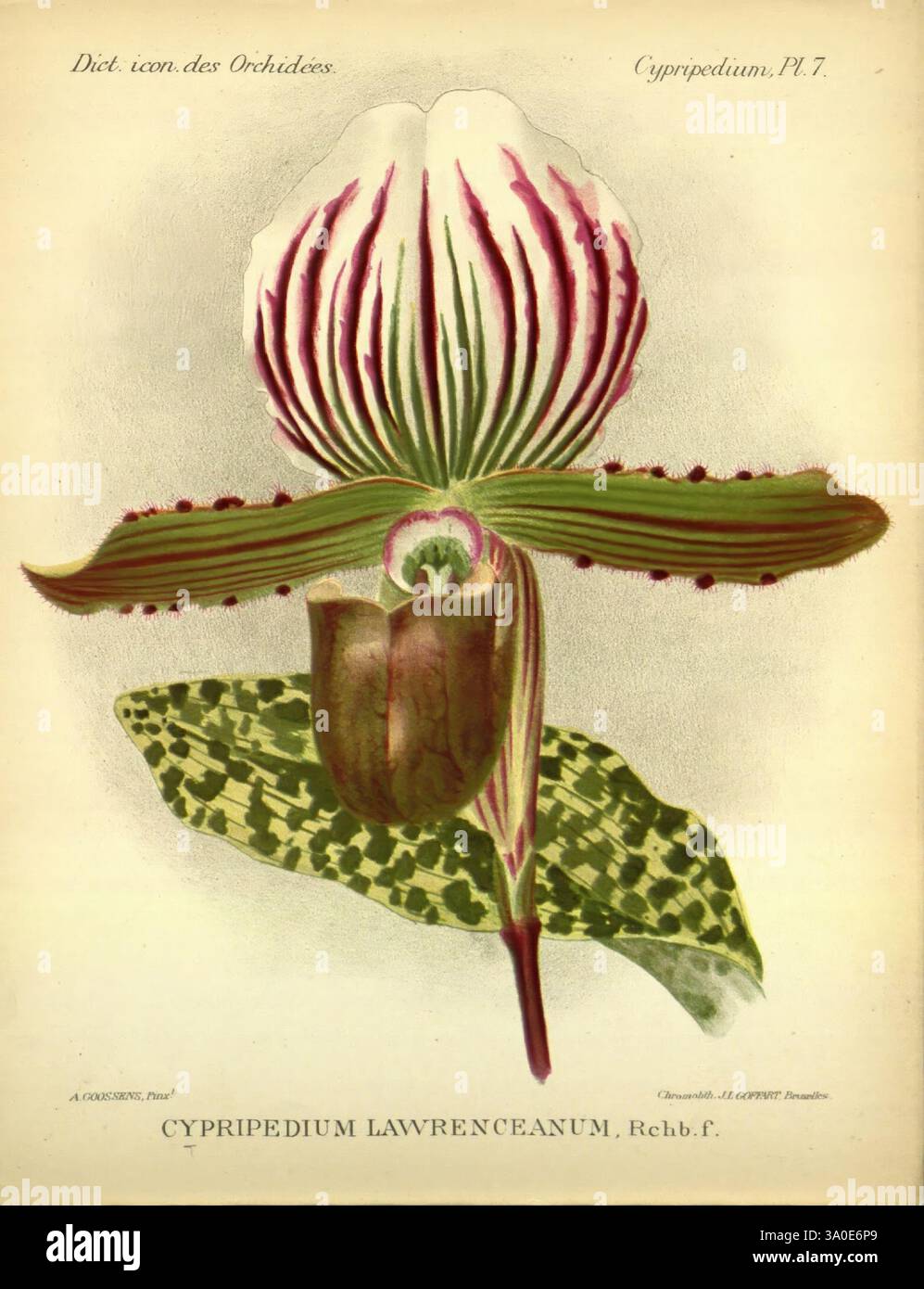 Dictionnaire iconographique des orchidees, 1896-1907, botanique, Orchidaceae, œuvres picturales, Cypripedium, cette illustration présente une espèce d'orchidée frappante connue sous le nom de Cypripedium lawrenceanum. La fleur présente une forme unique, caractérisée par son large pétale en forme de lèvre qui est marron profond et élégamment courbé, entouré de délicats pétales qui présentent des rayures vertes et blanches vibrantes. Les motifs complexes sur les feuilles sous la fleur ajoutent une couche d'intérêt visuel, avec des taches de vert foncé et des teintes plus claires. La composition globale souligne la beauté et la complexité de ce fascinati Banque D'Images
