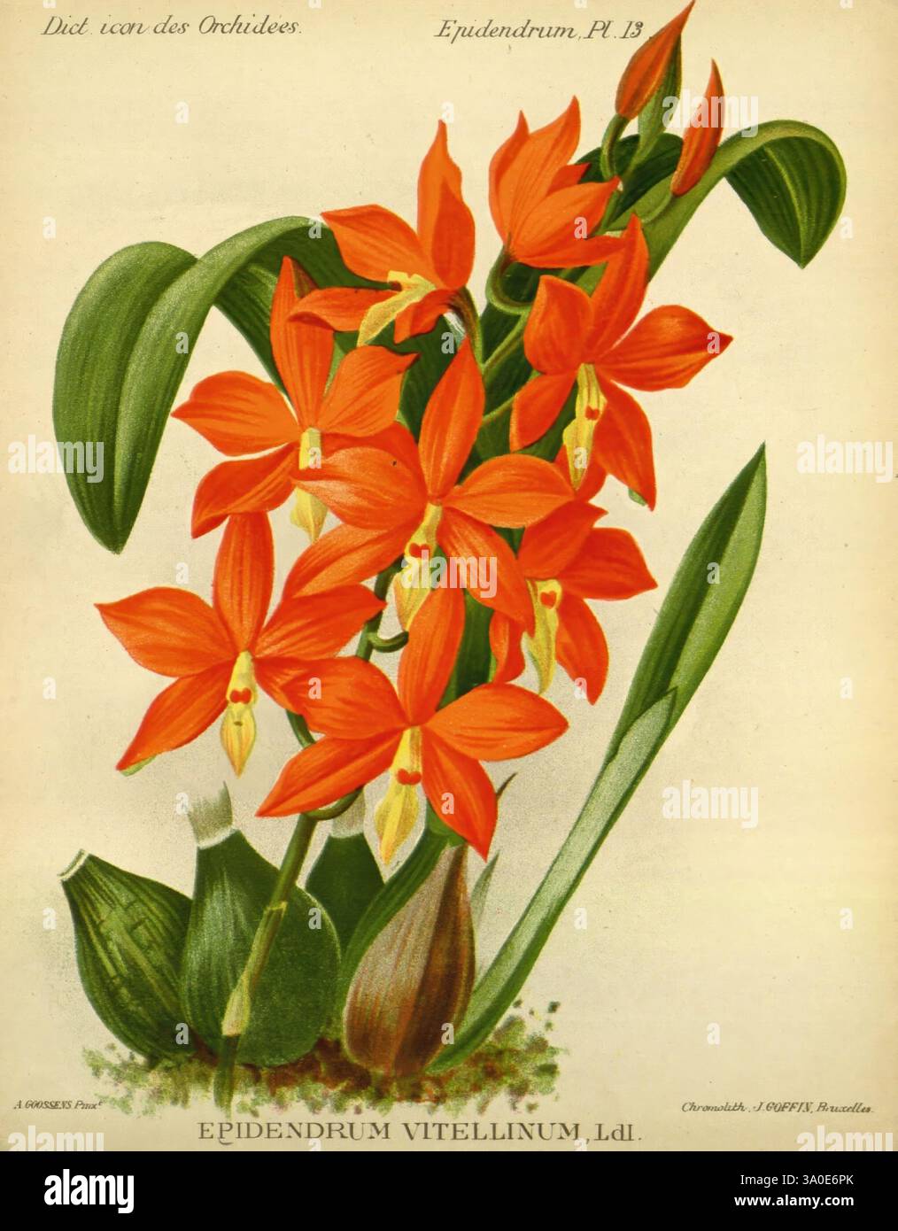 Dictionnaire iconographique des orchidees, 1896-1907, botanique, Orchidaceae, œuvres picturales, Epidendrum, Epidendrum vitellinum, Prosthechea vitellina, Alphonse Goossens, orchidée, Flowers, Une vif exposition d'Epidendrum vitellinum, mettant en valeur ses fleurs oranges frappantes avec de délicats accents jaunes et blancs au centre. Les feuilles vertes luxuriantes offrent un contraste éclatant avec les fleurs richement colorées, soulignant leur élégance. Cette espèce d'orchidée est célèbre pour sa beauté captivante et se trouve souvent dans les régions tropicales, prospérant dans les climats chauds. Chaque fleur présente des détails complexes Banque D'Images