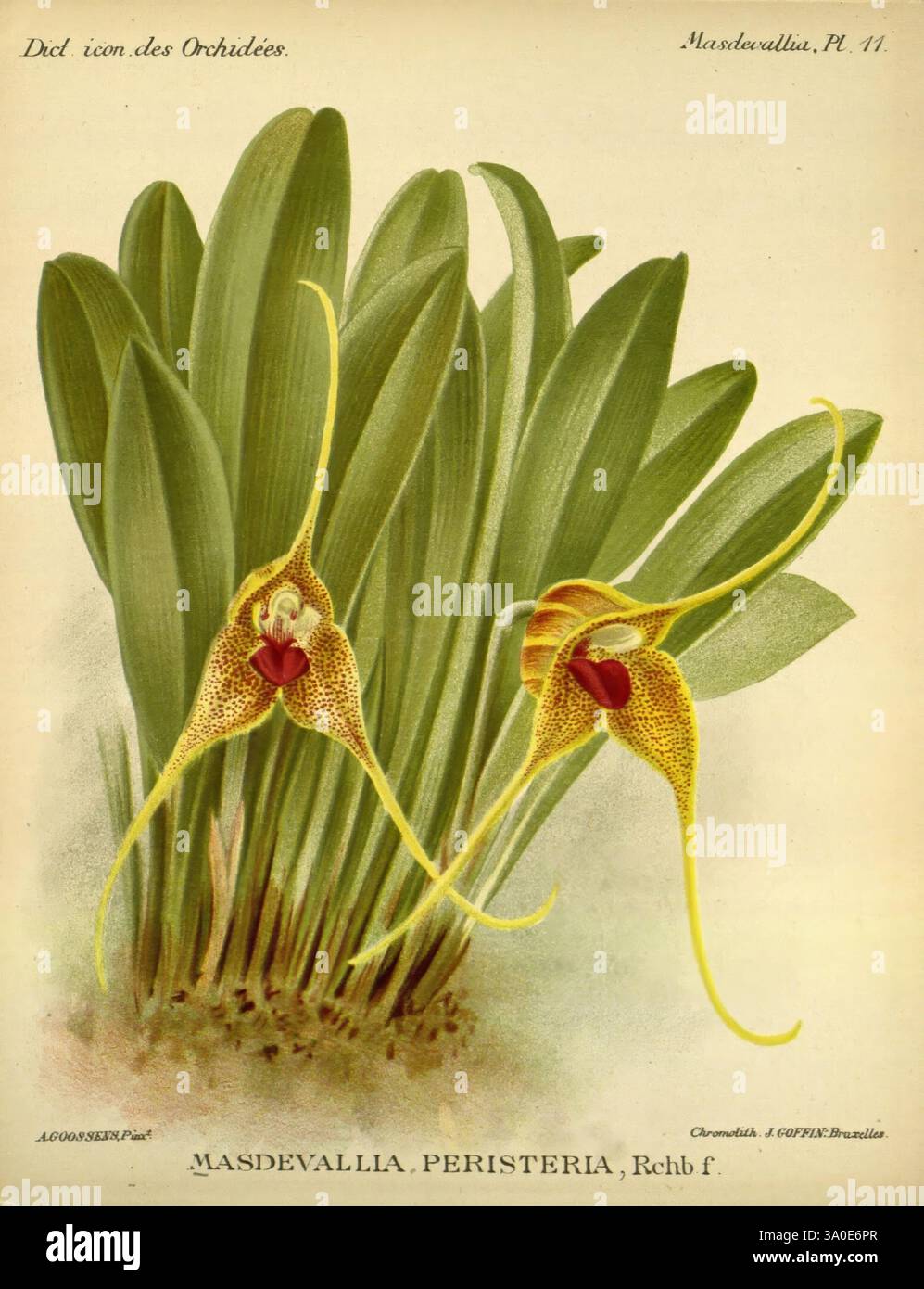 Dictionnaire iconographique des orchidees, 1896-1907, botanique, Orchidaceae, œuvres picturales, Masdevallia, Une paire d'orchidées Masdevallia Peristeria frappantes est représentée, mettant en valeur leurs caractéristiques uniques et complexes. Les fleurs présentent une structure vibrante avec des pétales allongés et mouchetés qui se courbent gracieusement, créant un contraste visuel attrayant avec les feuilles vertes luxuriantes. La forme et les motifs distincts des fleurs soulignent la beauté naturelle et la diversité des espèces d'orchidées. La composition souligne l'équilibre délicat entre les fleurs vives et le feuillage environnant Banque D'Images