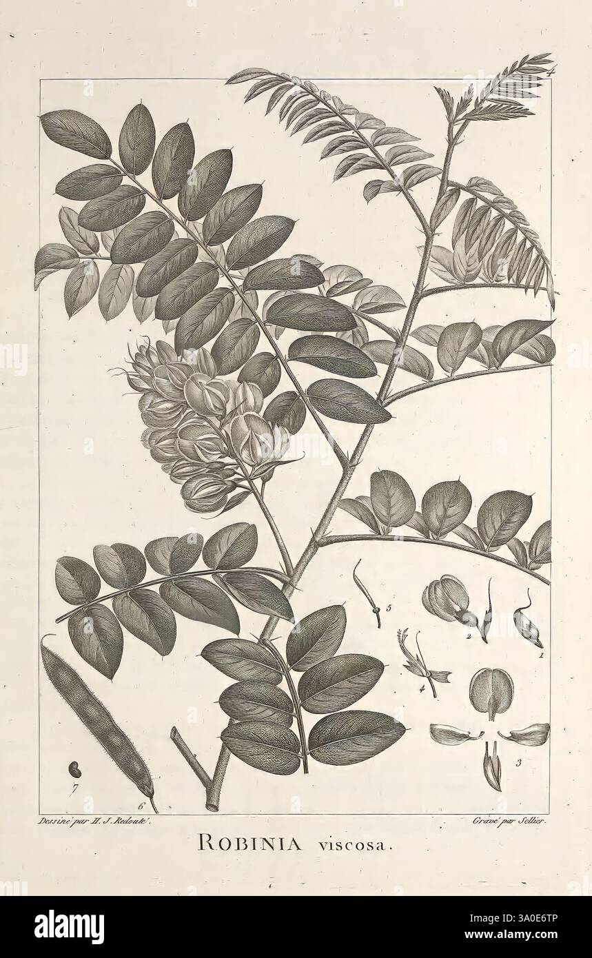 Description des plantes nouvelles et peu connues A Paris de l'imprimerie de Crapelet an 8 [i.e. 1799 ou 1800] botanique œuvres picturales, une illustration représentant les feuilles et les fleurs de la plante Robinia viscosa, communément appelée criquet parfumé. La composition présente des folioles détaillées et complexes disposées en une formation pinnée, mettant en évidence leurs formes ovales et leurs bords dentelés. À côté du feuillage, de délicates grappes de fleurs sont artistiquement représentées, soulignant les qualités ornementales de la plante. Le bas de l'illustration présente le nom scientifique 'Robinia viscosa', e. Banque D'Images