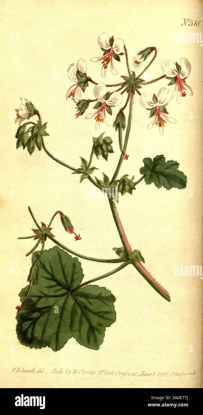 Curtis's Botanical Magazine London New York etc. botanique périodiques œuvres picturales Curtis, l'illustration présente une délicate plante à fleurs avec plusieurs tiges et feuilles minces. La plante présente des grappes de petites fleurs blanches avec des accents rouges frappants en leurs centres, ajoutant une touche de couleur vibrante. Les feuilles vertes luxuriantes sont larges et légèrement dentelées, offrant un contraste riche avec les fleurs. La composition est soigneusement agencée, mettant en évidence les détails complexes des fleurs et du feuillage. Une faible désignation numérique, “N° 318”, apparaît en haut, tandis qu’une ligne de crédit à Banque D'Images