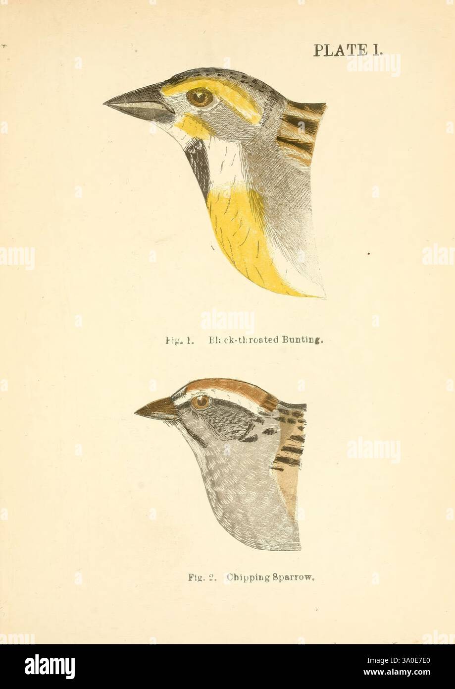 Handbook of the Sparrows, Finches, of New England Newtonville [Mass.] C. J. Maynard, 1896. Oiseaux, pinsons, Nouvelle-Angleterre, moineaux, Spizella passerina, Spiza americana, cette illustration présente deux espèces distinctes d'oiseaux. La première, étiquetée « Fig. 1,' présente une banderole à gorge noire, caractérisée par sa gorge jaune éclatante et son plumage à motifs. En dessous, « Fig. 2' représente un moineau frissonné, facilement reconnaissable à sa subtile couronne de châtaignier et rayé à l'arrière. Les deux oiseaux sont présentés de profil, offrant des vues claires de leurs formes de tête uniques et des marques, contribuant à une éducation Banque D'Images