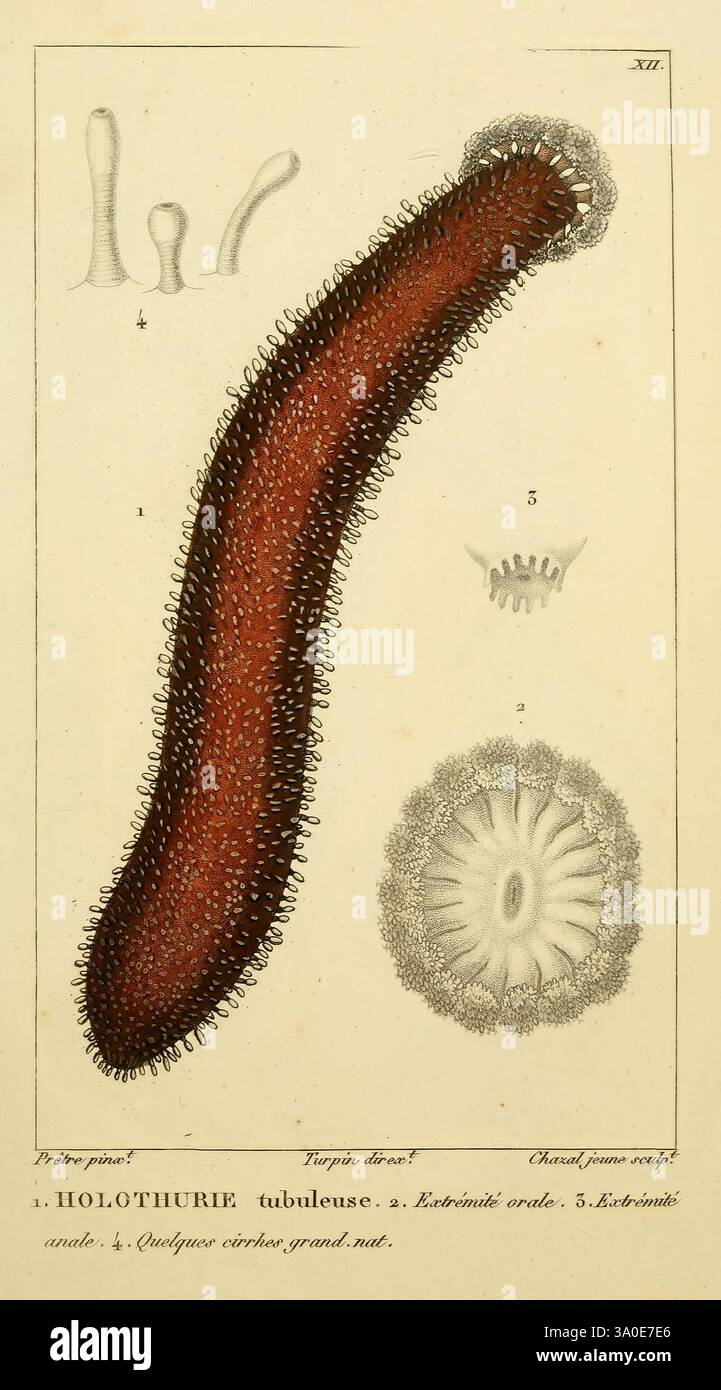 Manuel d'actinologie ou de zoophytologie, Paris, F.G. Levrault, 1834-[1836], coraux, anémones de mer, cnidaires, cténophores, cette illustration représente un holothurien, communément appelé concombre de mer, mettant en valeur son corps tubulaire allongé orné de fines structures ressemblant à des poils. Les caractéristiques clés comprennent la texture externe et la terminaison distincte, qui ressemble à une bouche entourée de formations circulaires. Diverses sections numérotées indiquent des détails anatomiques spécifiques, tels que la disposition des tentacules et des vues en coupe transversale qui mettent en évidence la structure complexe de l'organisme. Le desi complexe Banque D'Images