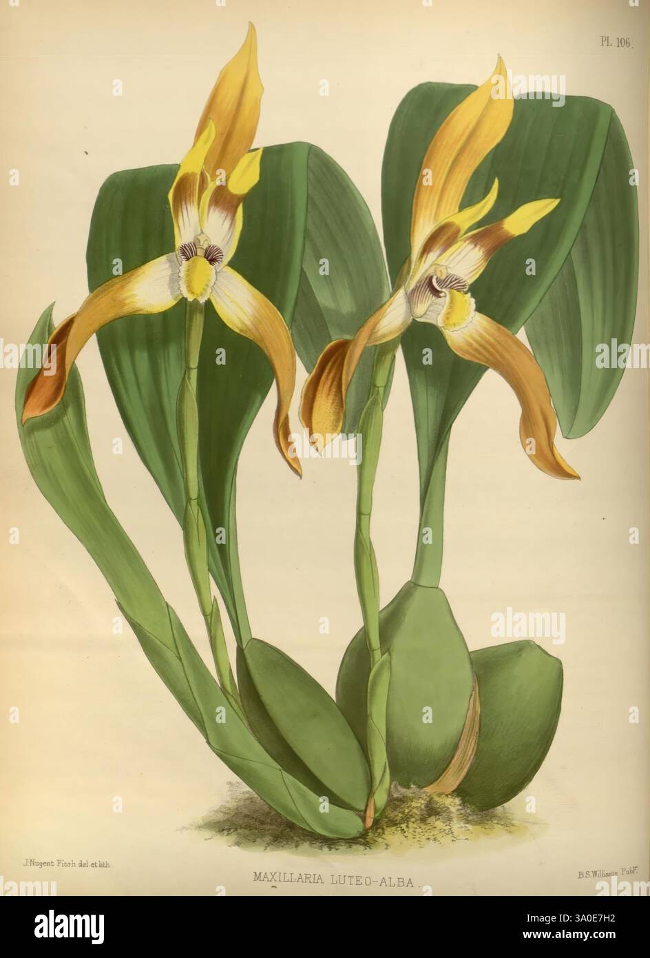 Orchid, album, Londres, B. S. Williams, 1882-97, Orchidaceae, périodiques, œuvres picturales, cette illustration présente deux élégantes orchidées Maxillaria luteo-alba, mettant en valeur leurs pétales jaunes et blancs frappants ornés de détails complexes. Les fleurs émergent gracieusement de feuilles vertes luxuriantes, larges et lisses, accentuant la structure délicate des fleurs. Chaque fleur met en valeur une forme unique, avec des bords à volants proéminents et une colonne centrale captivante, attirant l'attention du spectateur sur leur beauté naturelle. Toute la composition rayonne un sens de l'arti botanique raffiné Banque D'Images